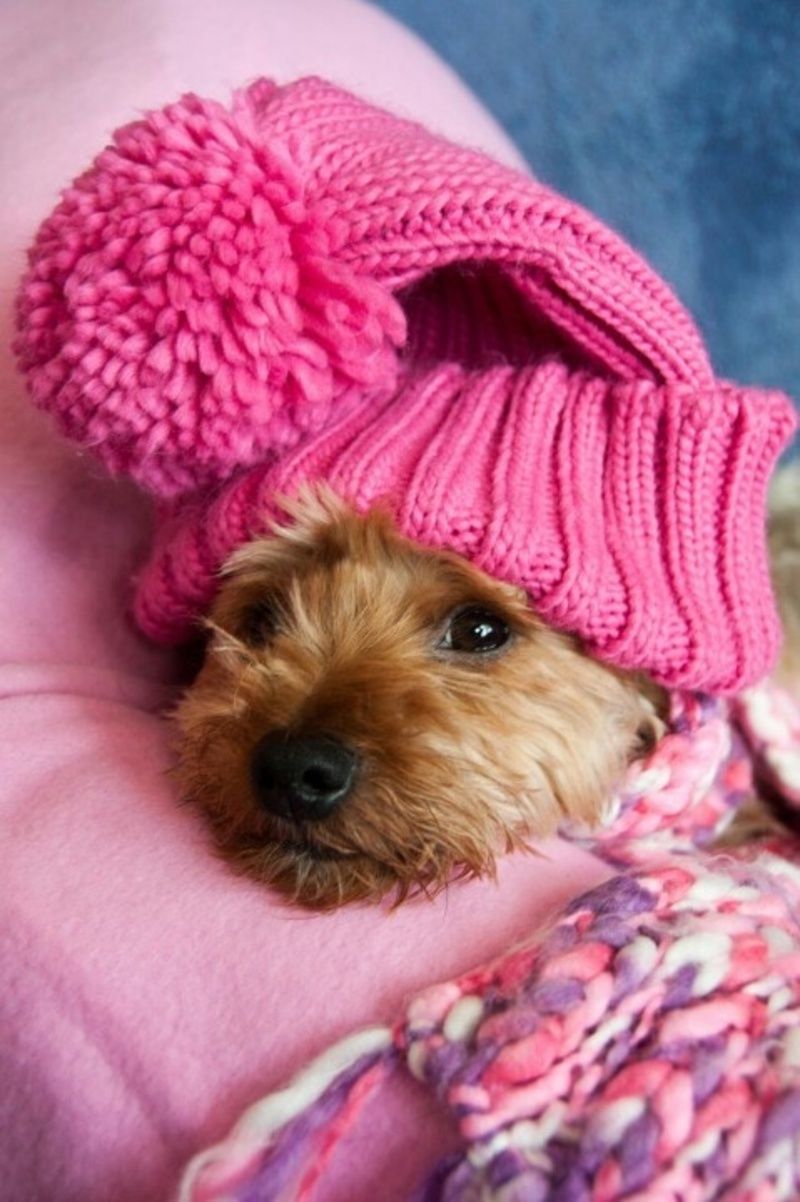 Sweet Puppy With Pink Winter Hat Picture, Photo, and Image for Facebook, Tumblr, , and Twitter