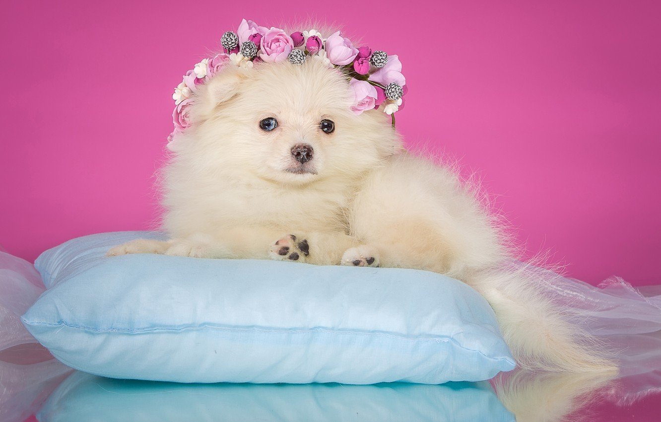 Wallpaper flowers, background, pink, dog, puppy, lies, pillow, elegant, wreath, Spitz, organza image for desktop, section собаки