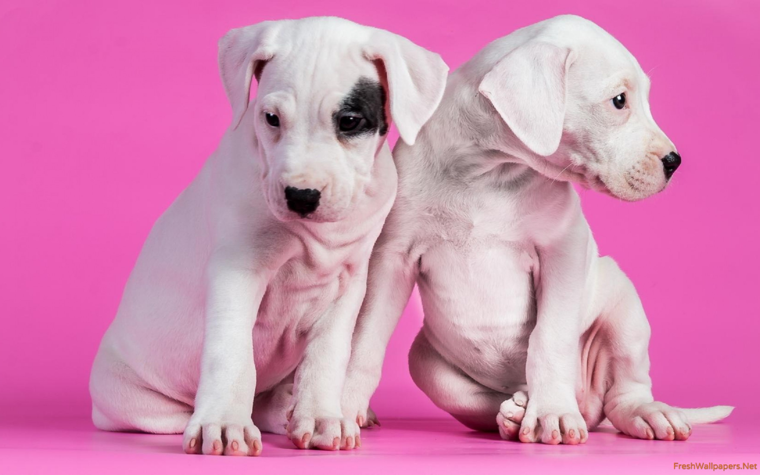 Pink Wallpaper Cute Dog