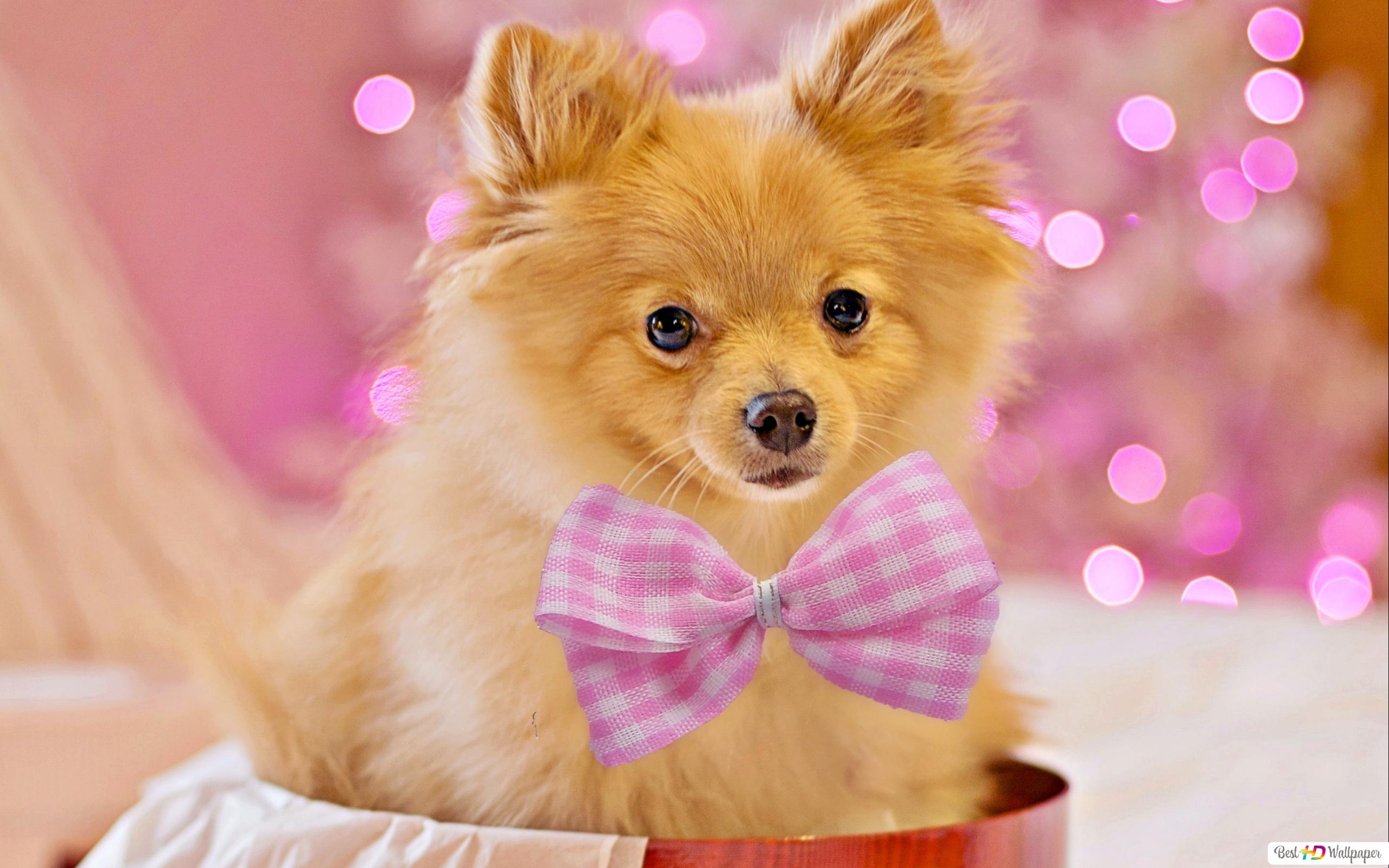 Cutest pet puppy as a gift on holidays with pink lights as background HD wallpaper download