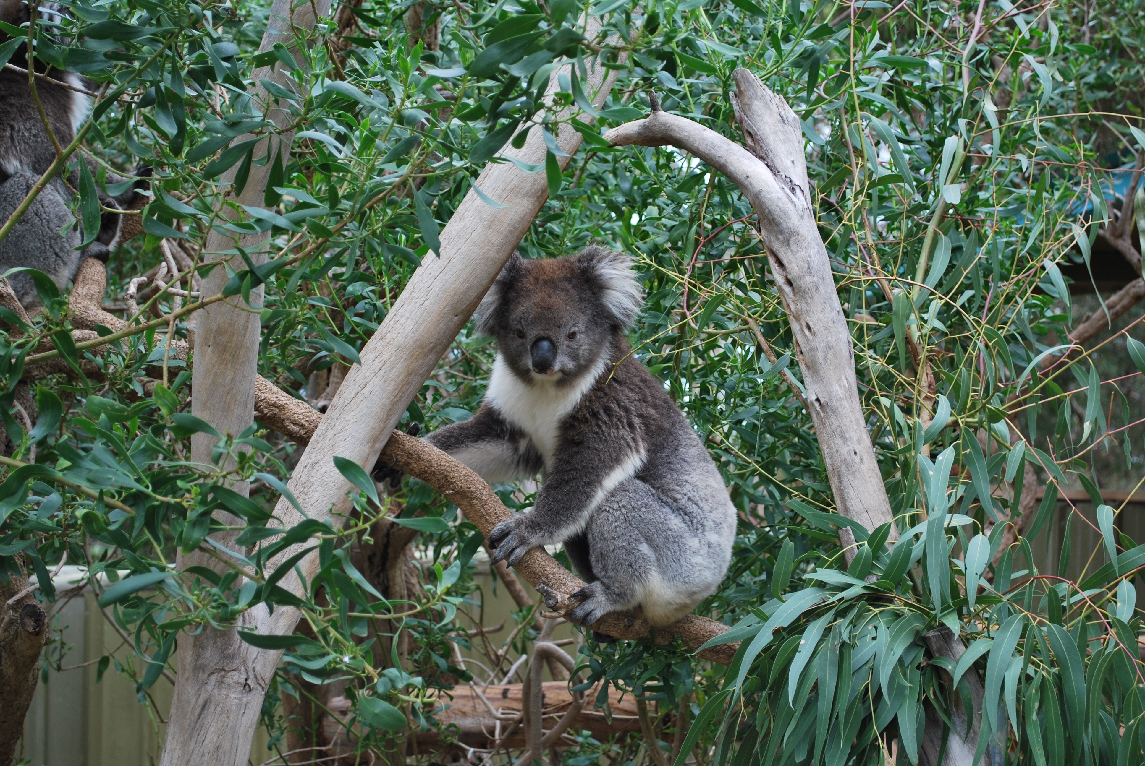 Koala 4K wallpaper for your desktop or mobile screen free and easy to download