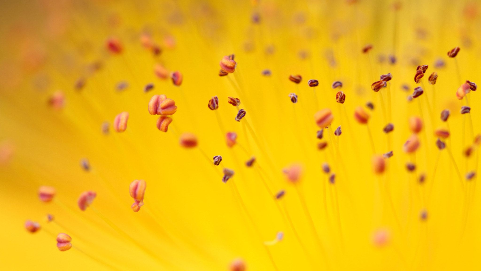 Yellow Flower Pollen Wallpaper, Nature, Plant, Petal • Wallpaper For You