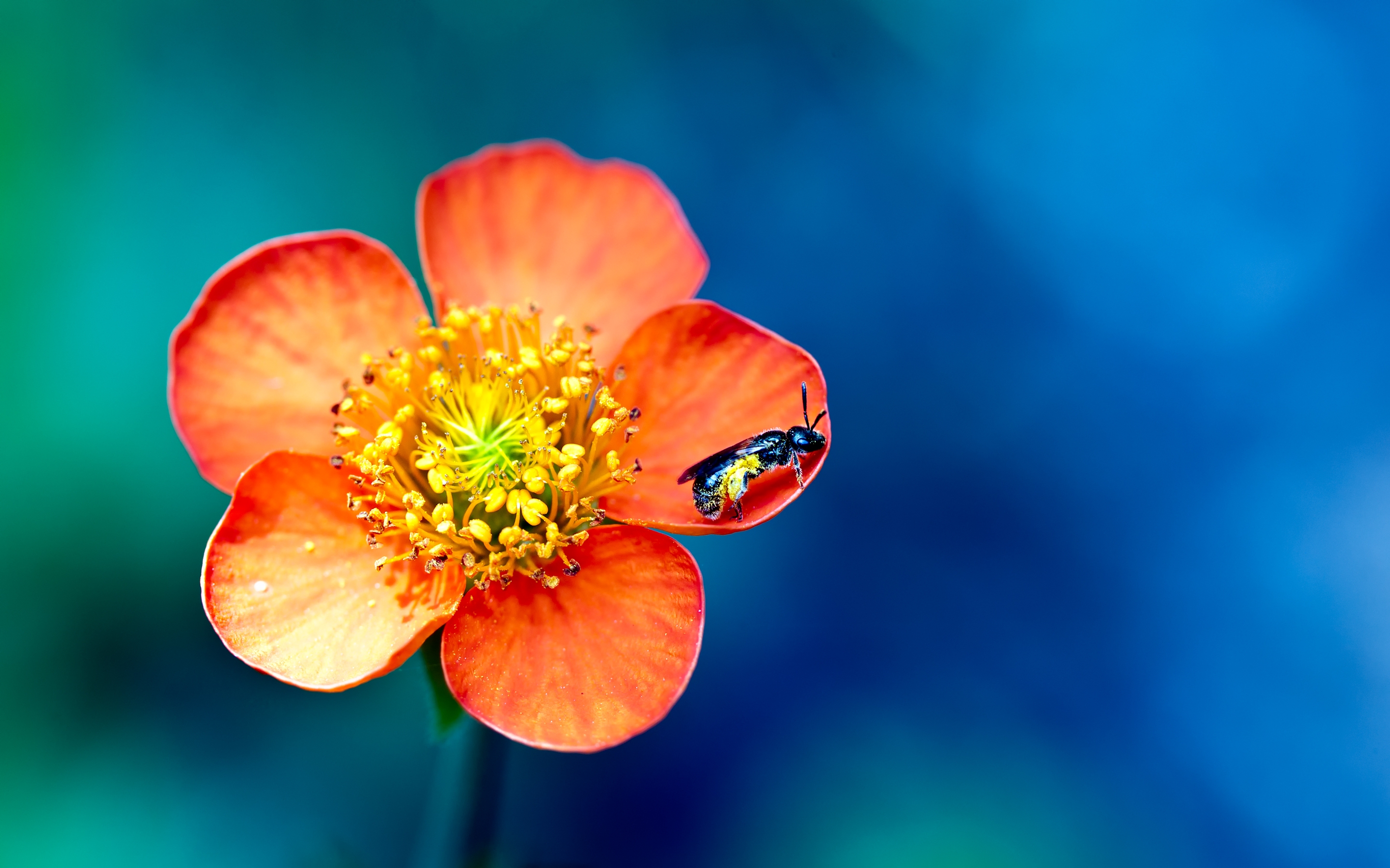 Pollen 4K wallpaper for your desktop or mobile screen free and easy to download