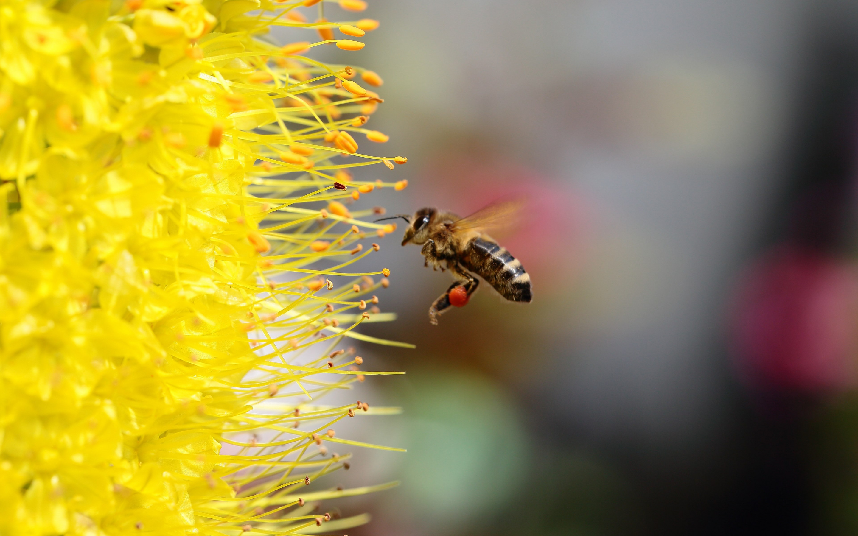 Download wallpaper: Bee collecting pollen for honey 2880x1800