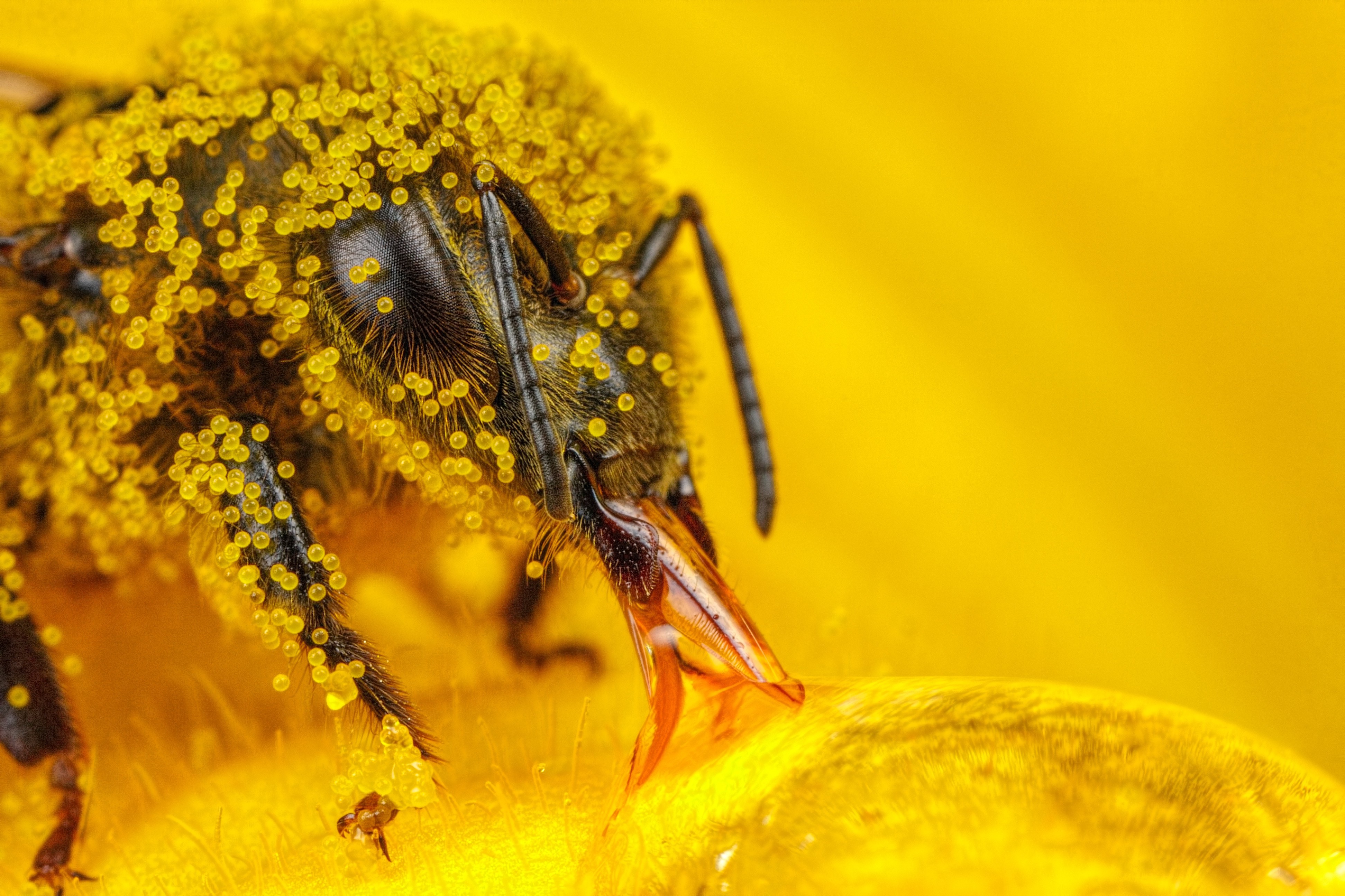 macro insect hymenoptera pollen bees Wallpaper HD / Desktop and Mobile Background