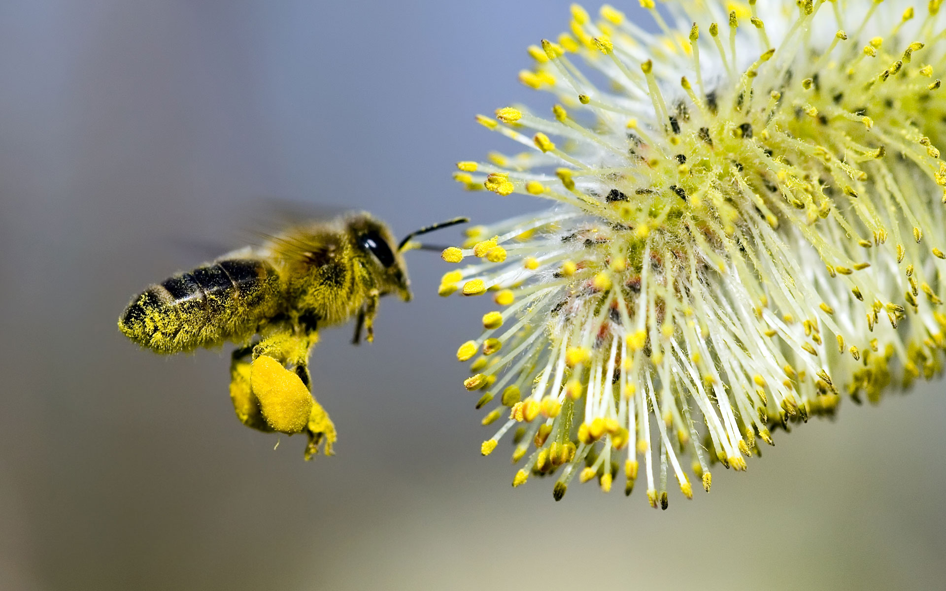 Pollen, wallpaper, flying, desktop, insects, gallery