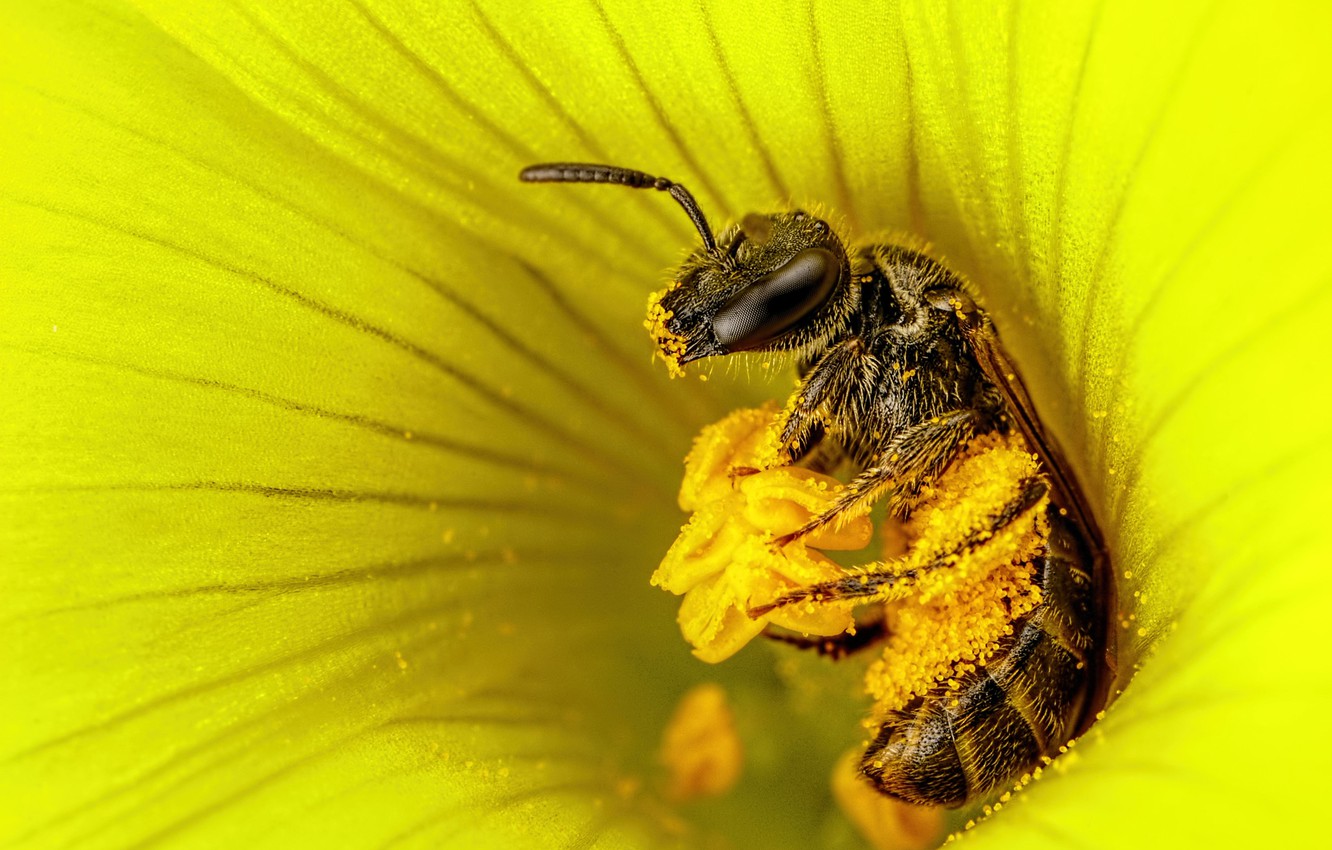 Wallpaper flower, macro, yellow, bee, pollen, stamens, insect, pollen collection image for desktop, section макро
