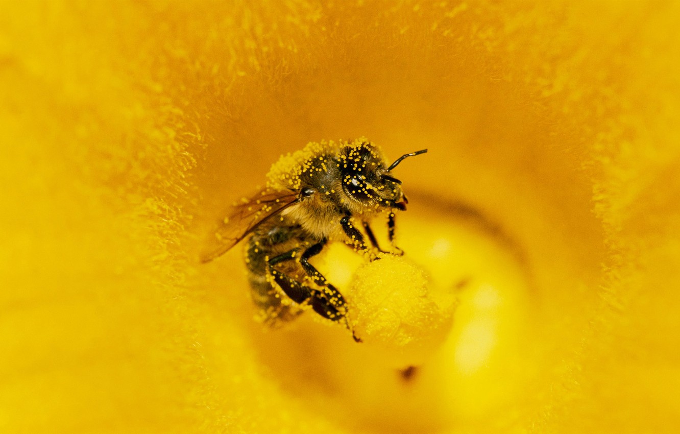 Wallpaper flower, bee, pollen, insect image for desktop, section макро