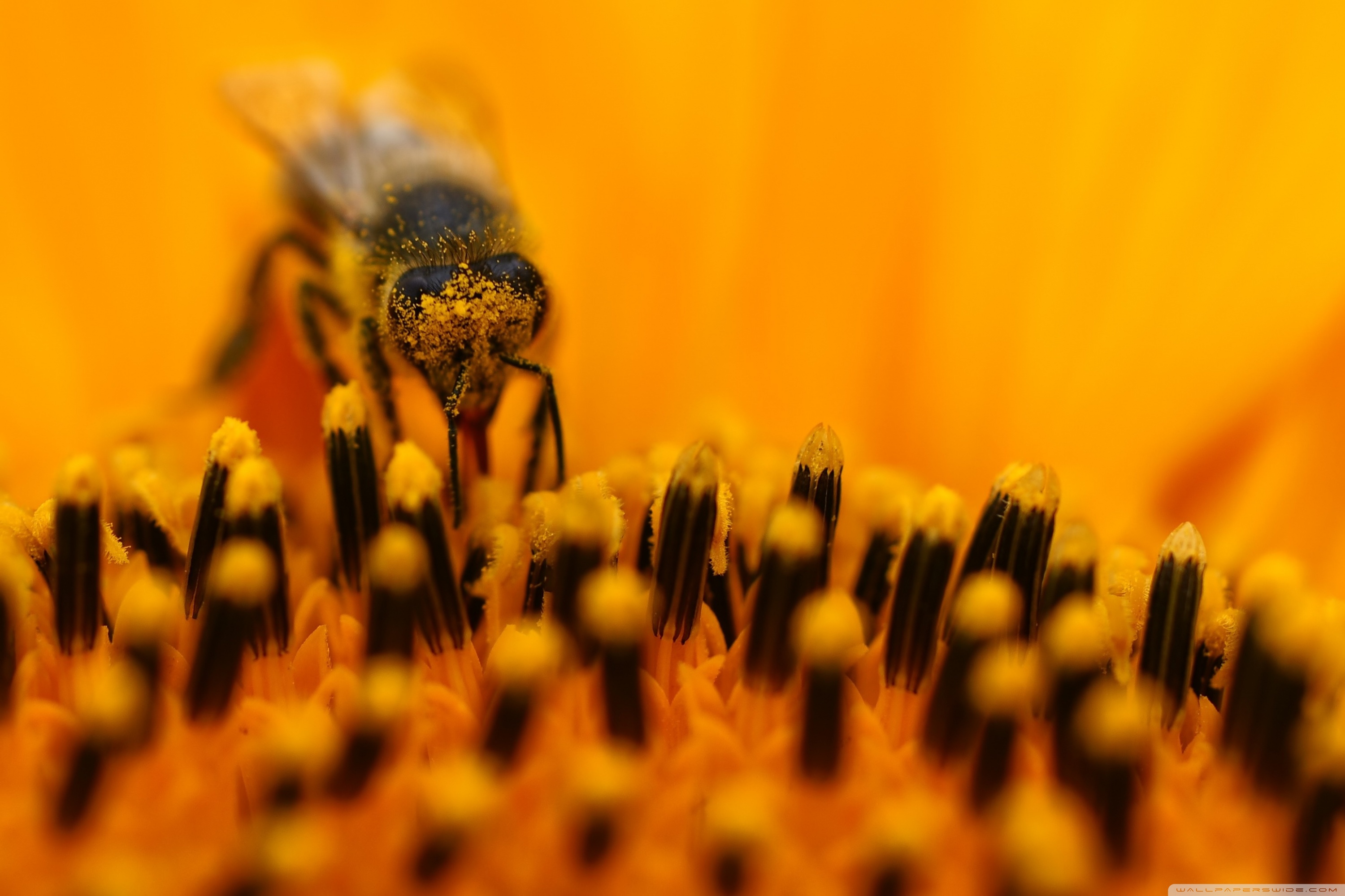 Honey Bee Collecting Pollen Ultra HD Desktop Background Wallpaper for 4K UHD TV, Widescreen & UltraWide Desktop & Laptop, Tablet