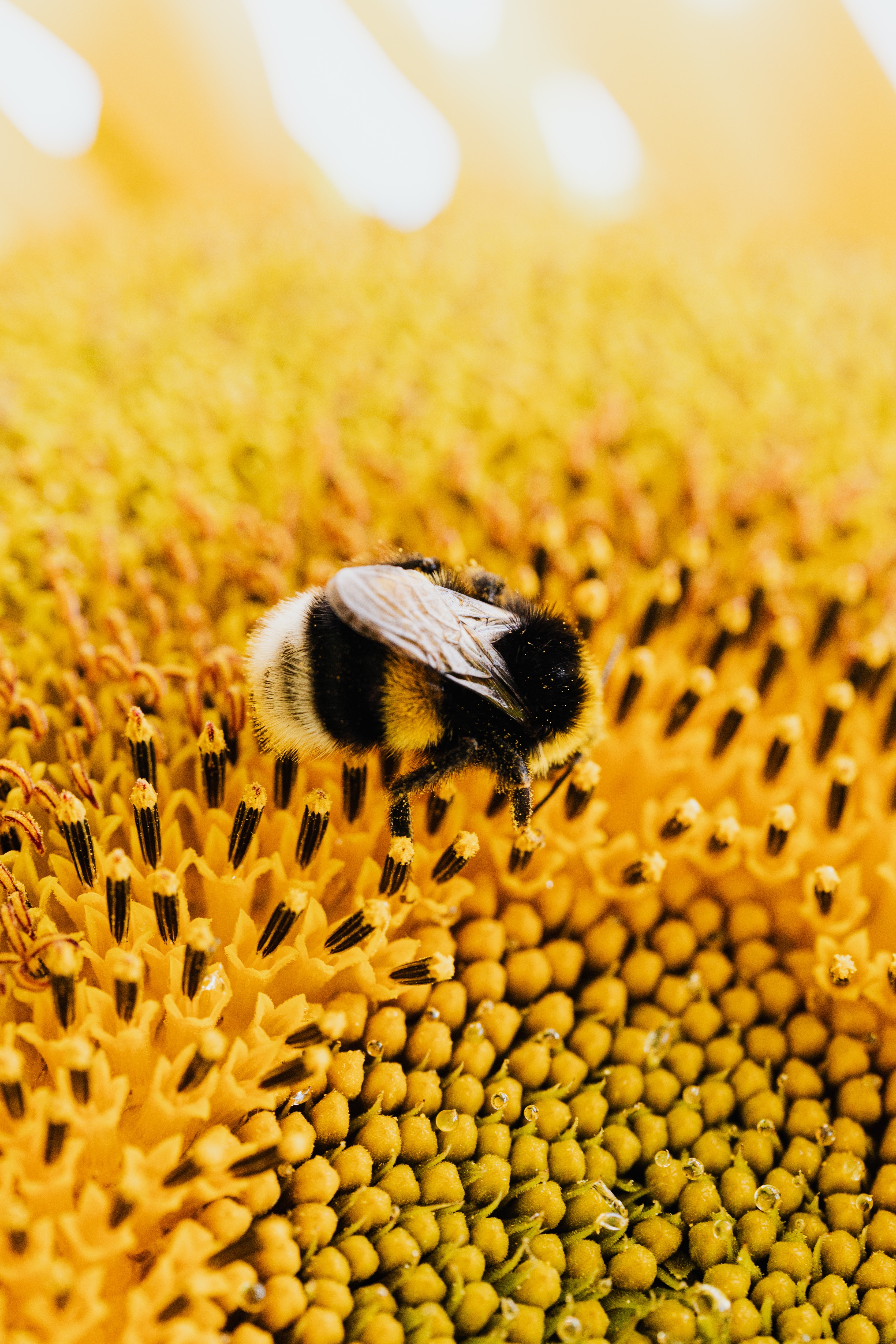 Best Pollen Photo · 100% Free Downloads