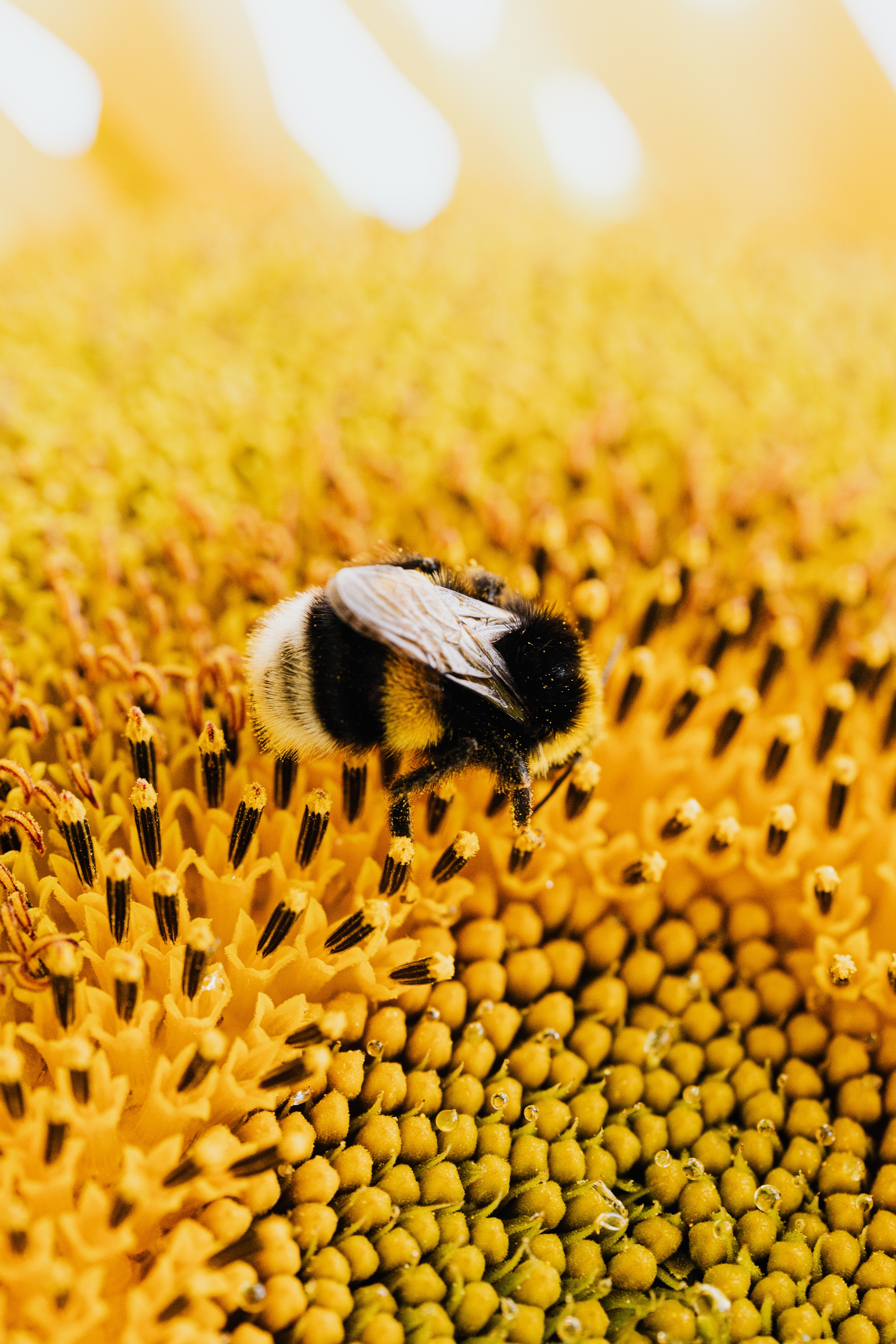 3,Best Pollen Photo · 100% Free Downloads