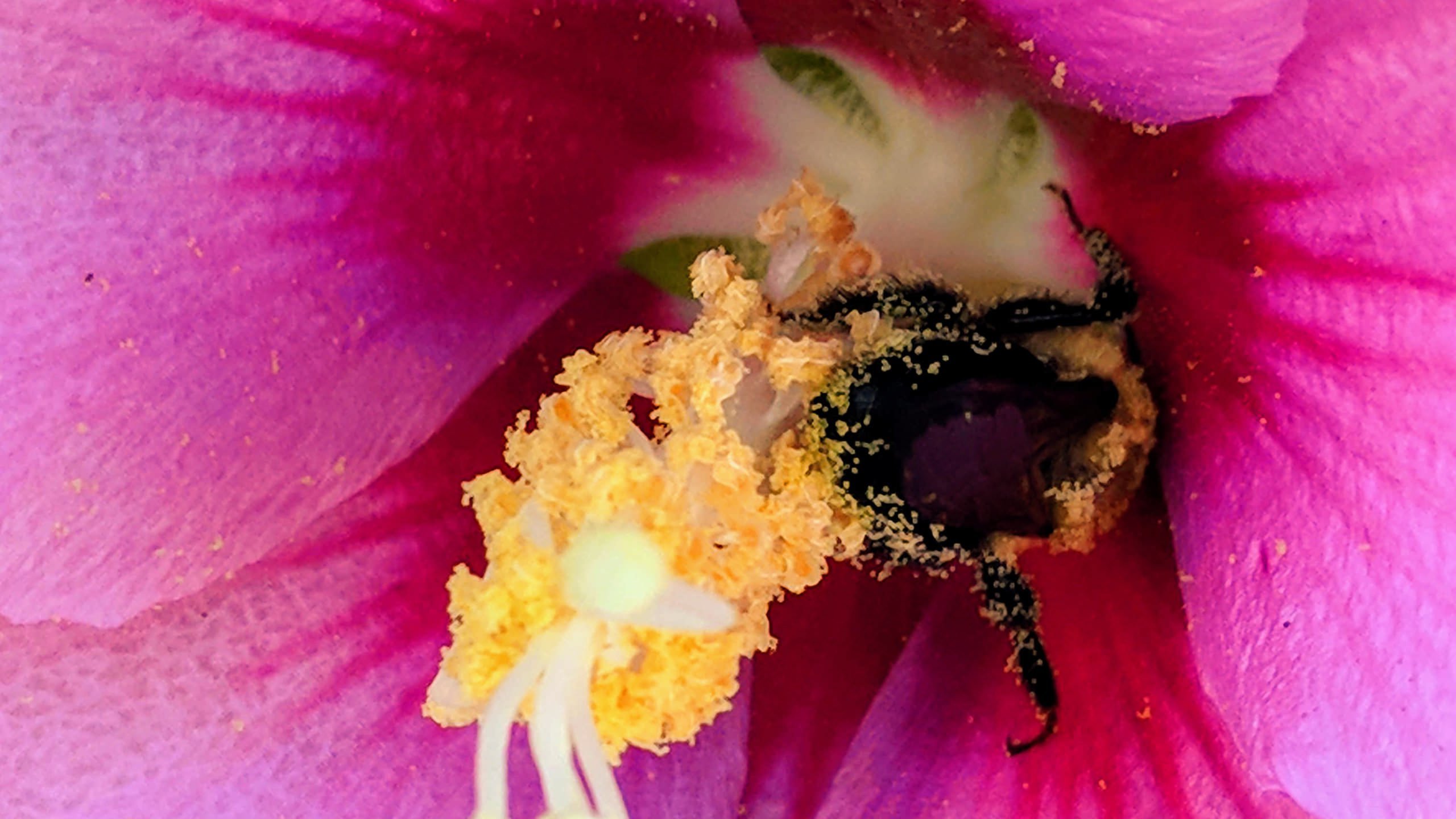 Pollen 4K wallpaper for your desktop or mobile screen free and easy to download