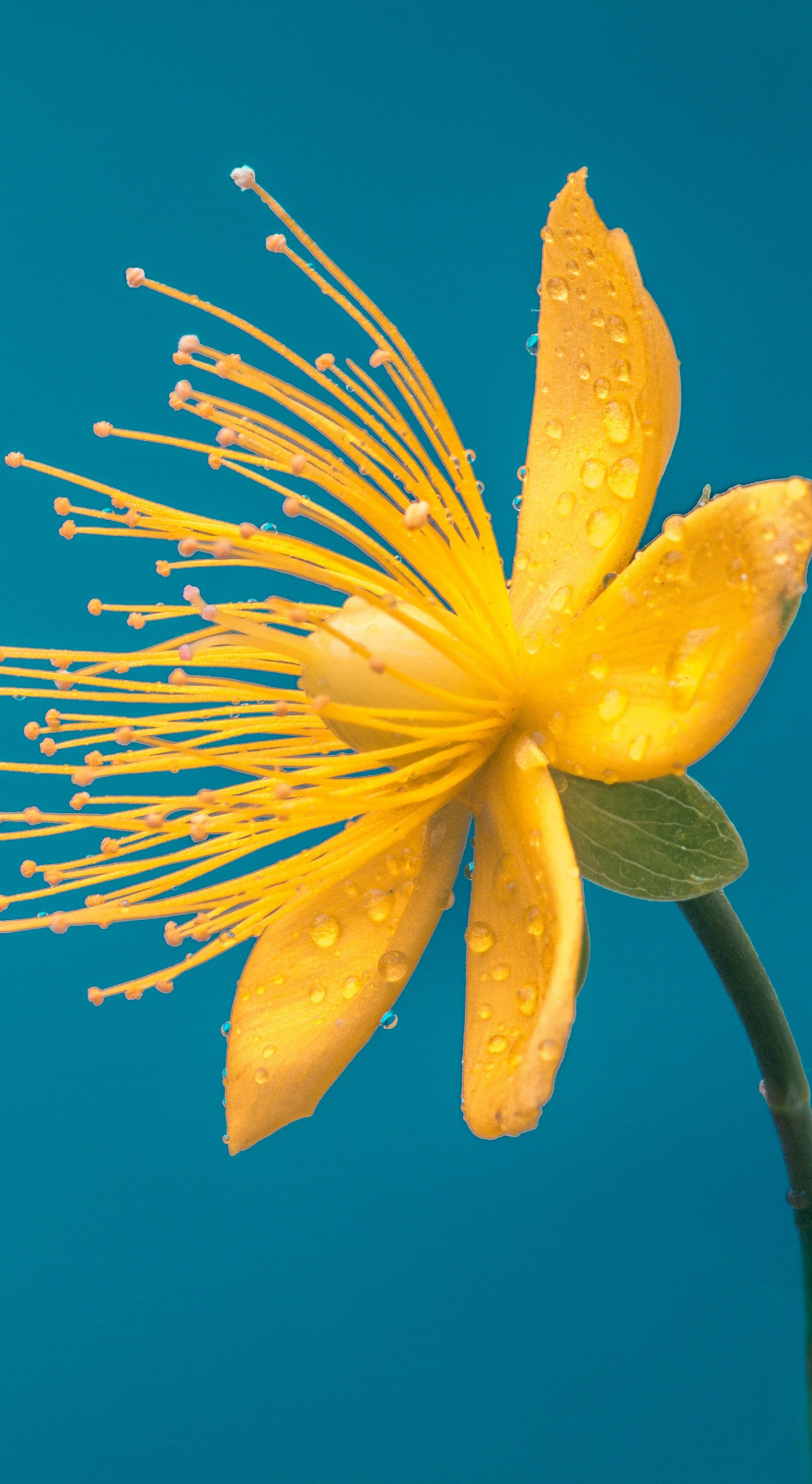 Download Yellow flower, pollen, bloom wallpaper, 1440x Samsung Galaxy Note 8