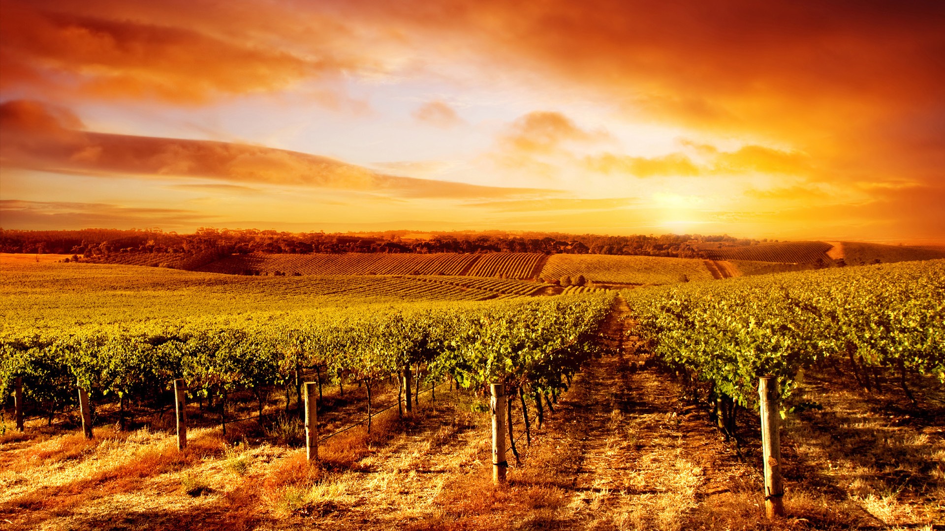 Amazing Vineyard Sunset in South Australia by © kwest