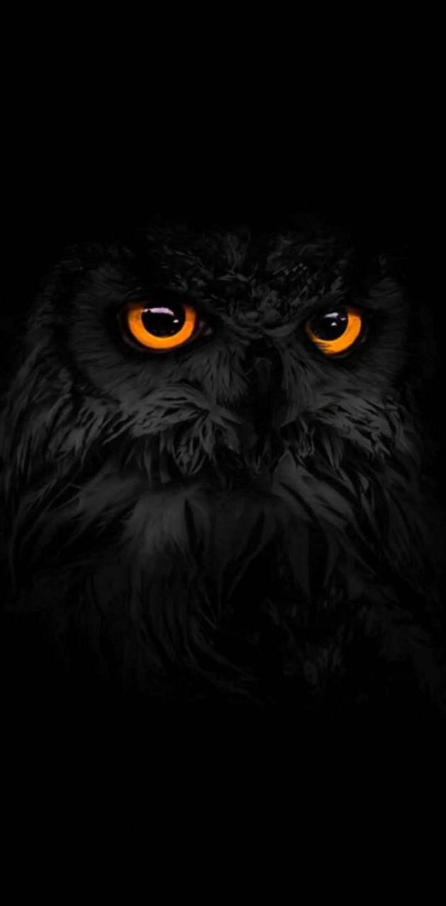 Black owl wallpaper