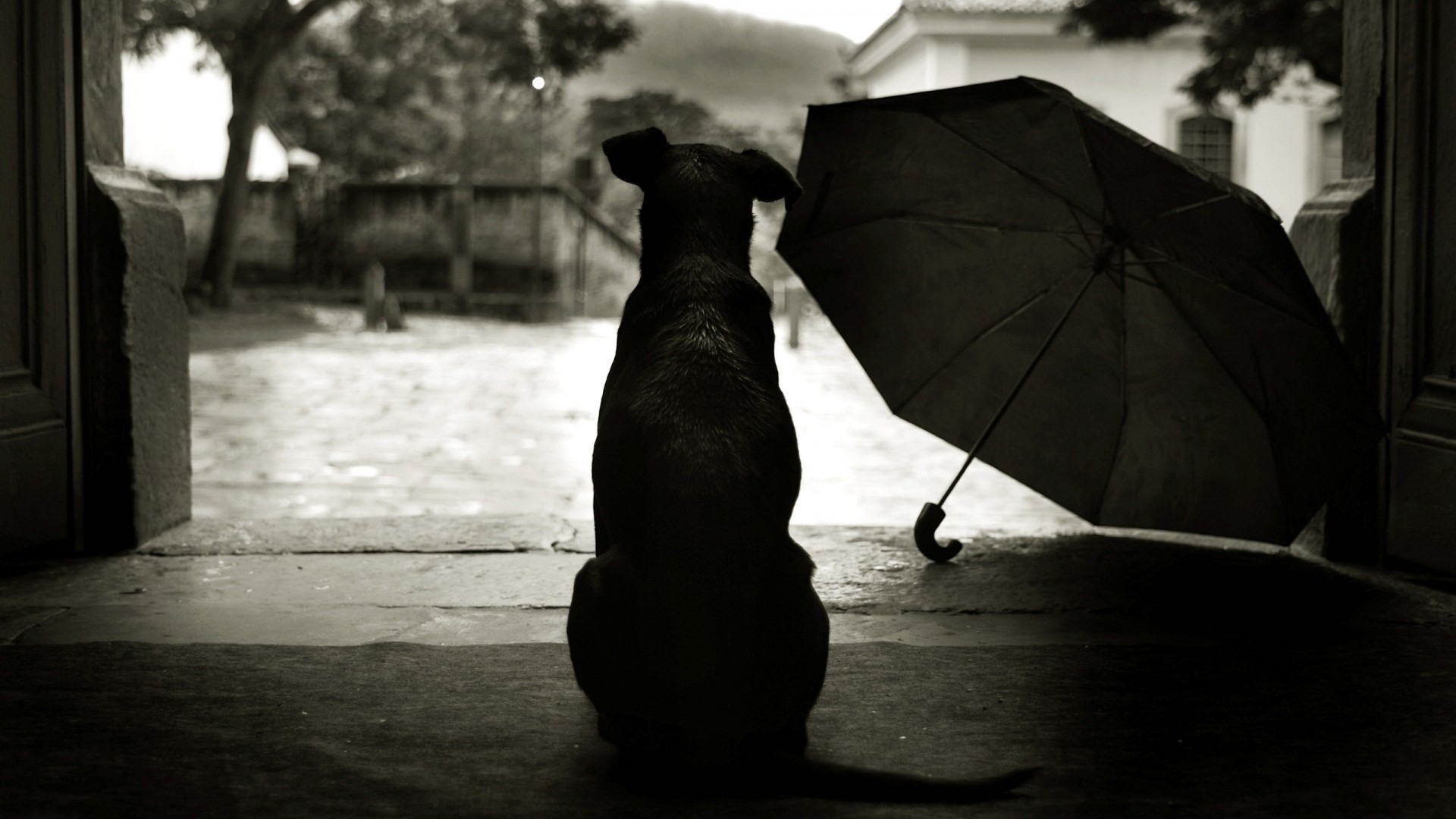 Dog Alone In The Rain