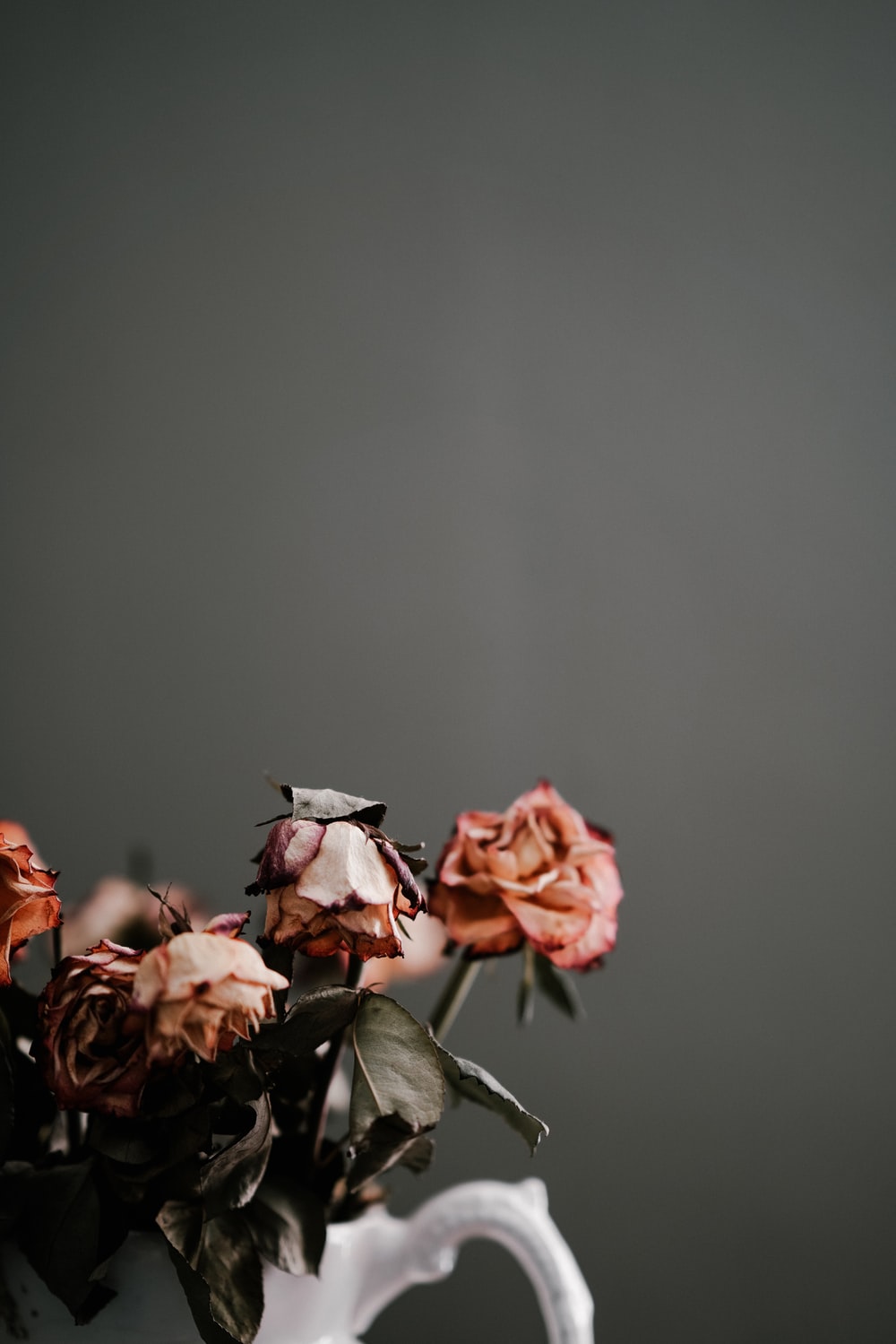 Dying Rose Picture. Download Free Image