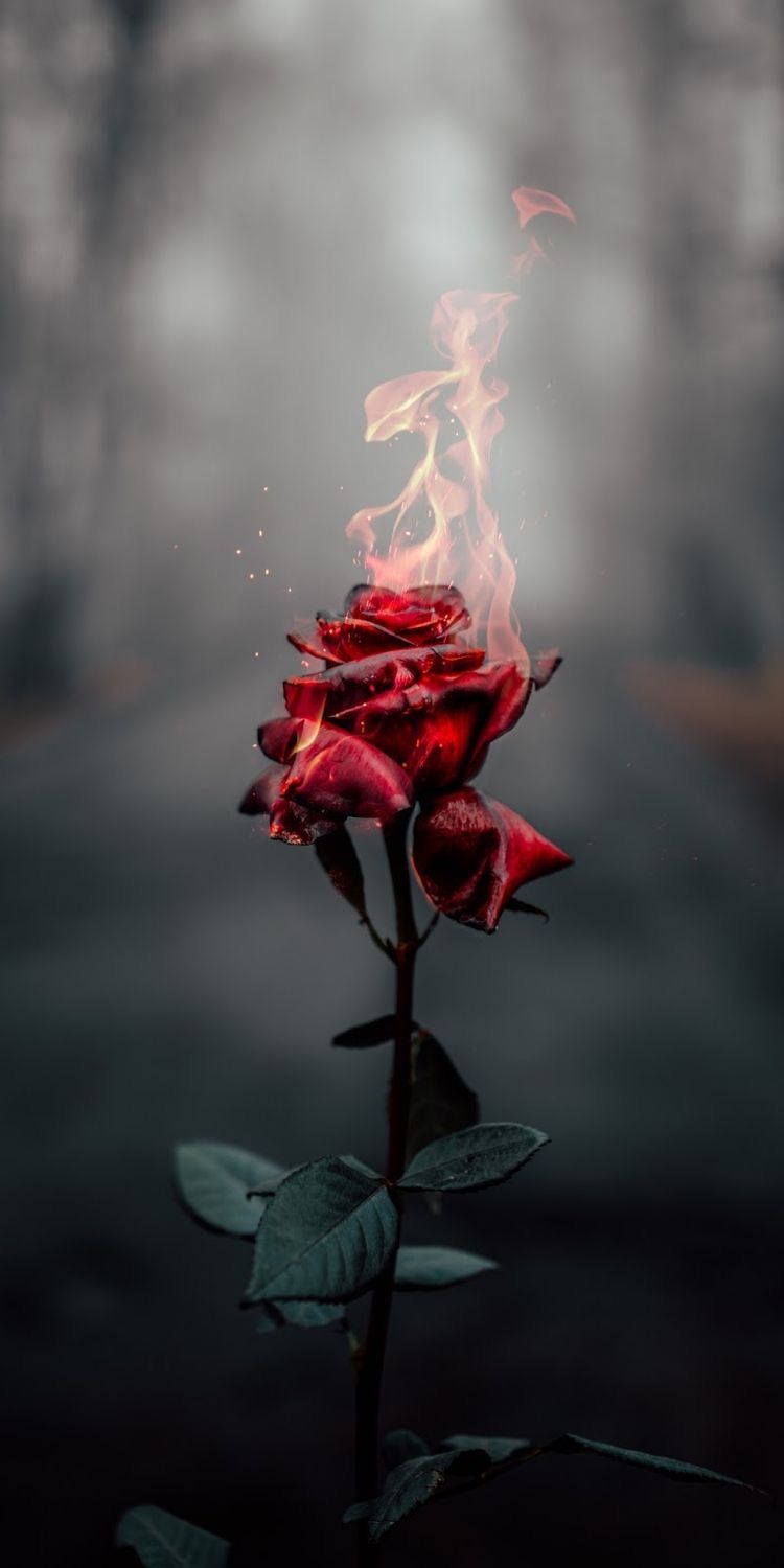 Dying Rose Wallpaper Free Dying Rose Background