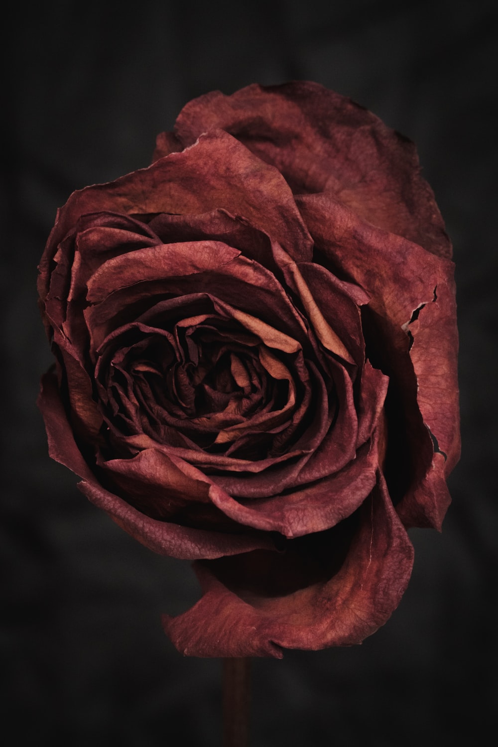 Dying rose