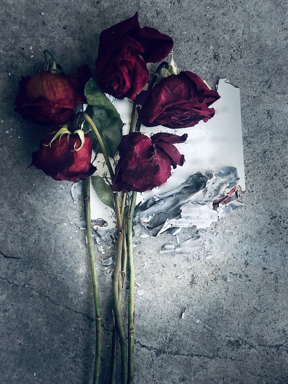Dead Roses Picture. Download Free Image