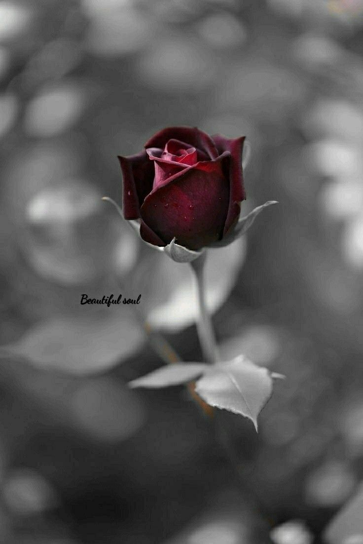 Smelling dead rosessss.. Flowers black background, Beautiful rose flowers, Red roses wallpaper