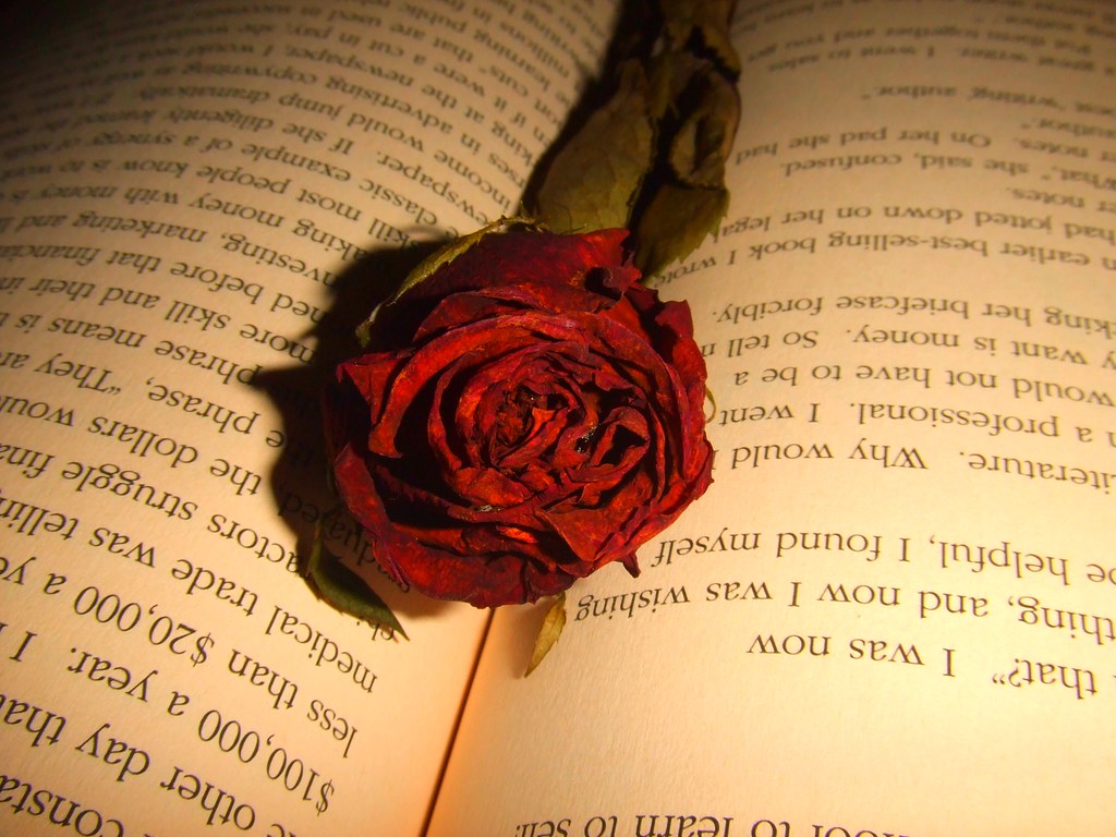 Dying Rose Wallpapers Wallpaper Cave