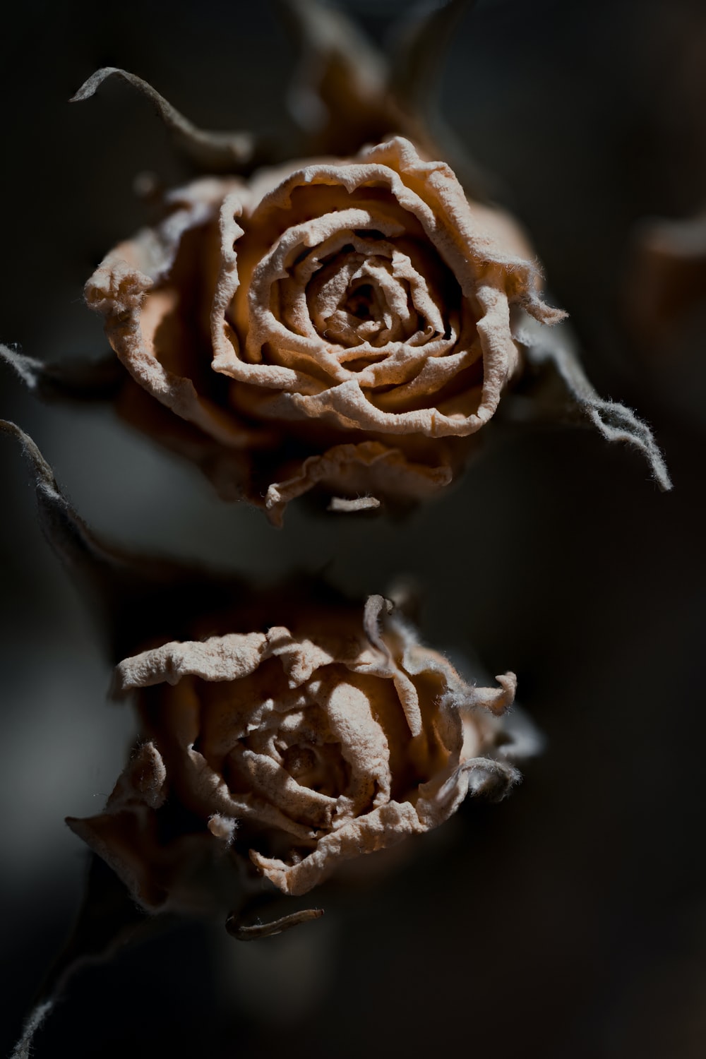 Dead Rose Picture. Download Free Image