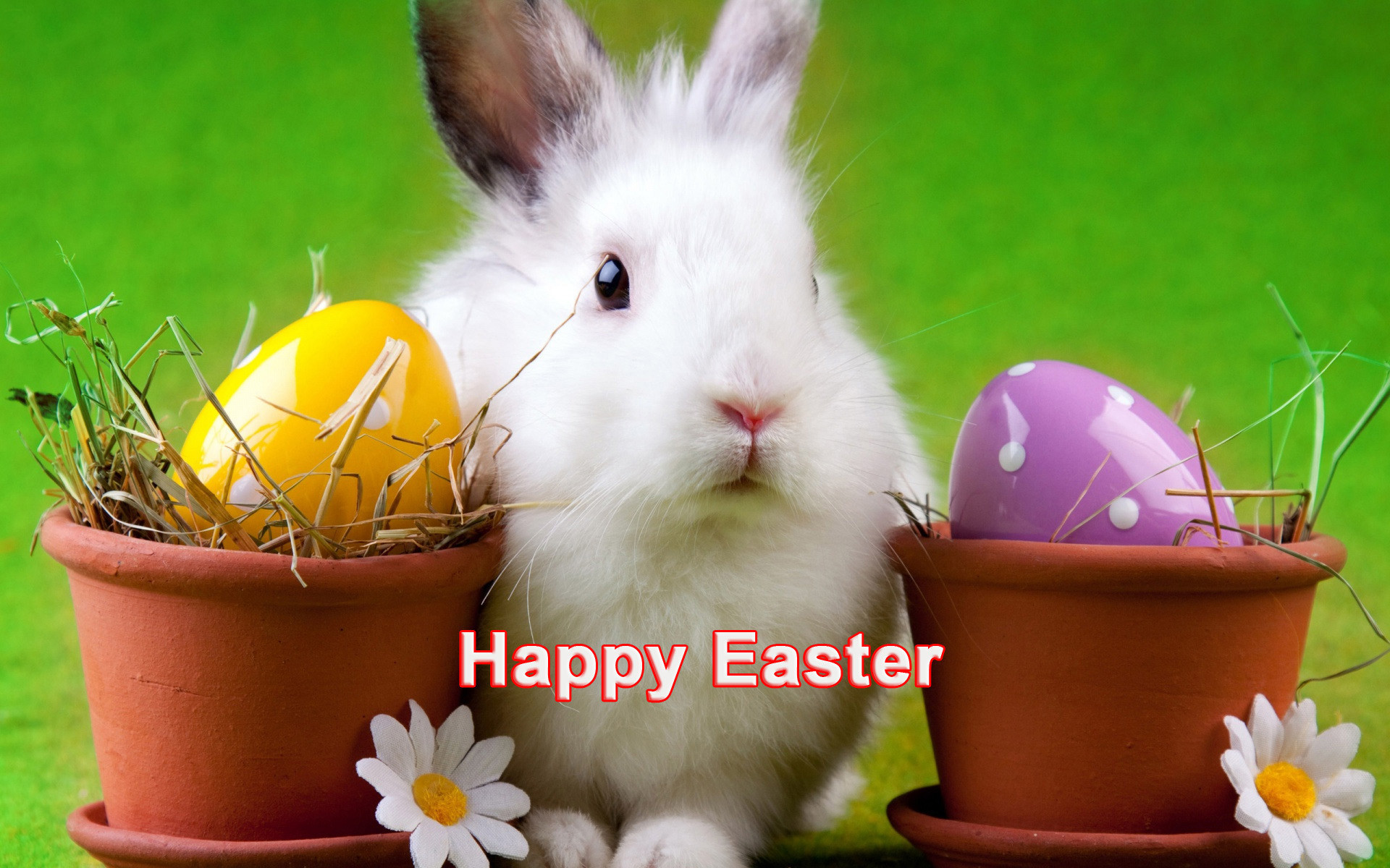 Happy Easter cute white bunny HD desktop wallpaper , hd , image