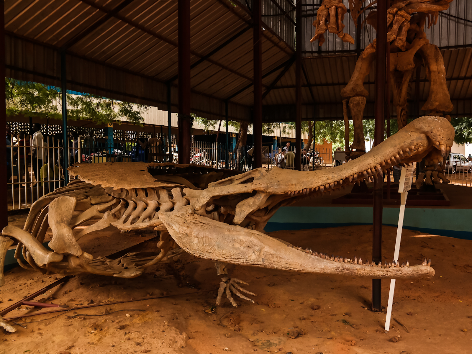 FOSSIL HUNTRESS: SARCOSUCHUS IMPERATOR