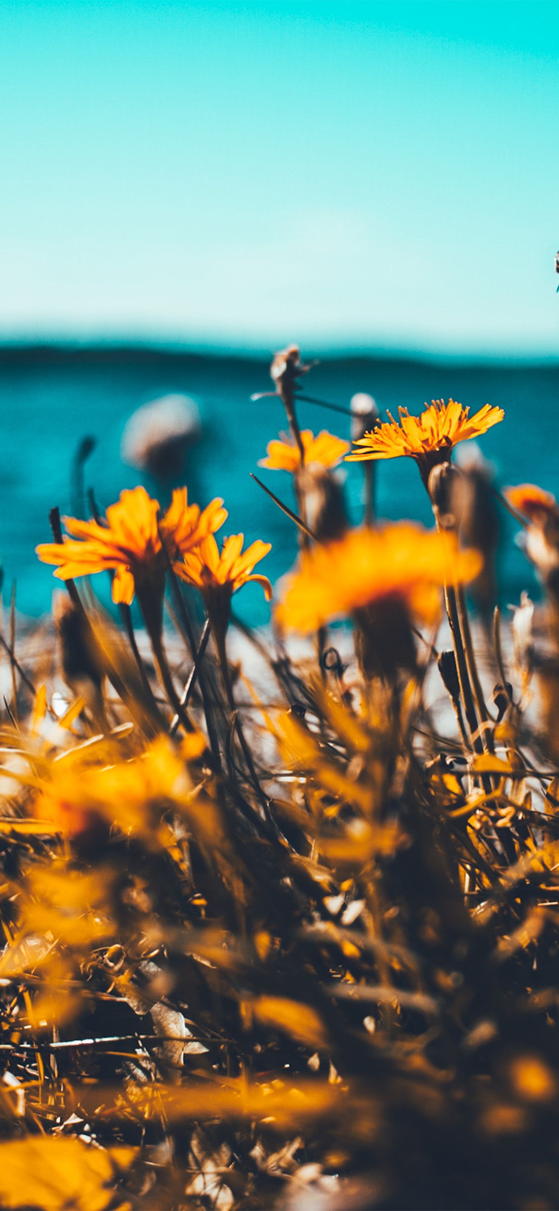 Flower Summer Spring Nature Via For IPhone X. Nature Photography, Nature Iphone Wallpaper, Nature Wallpaper