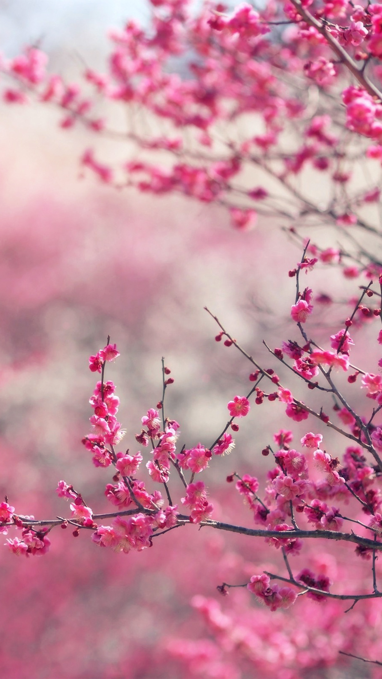 pink blossom nature flower spring love