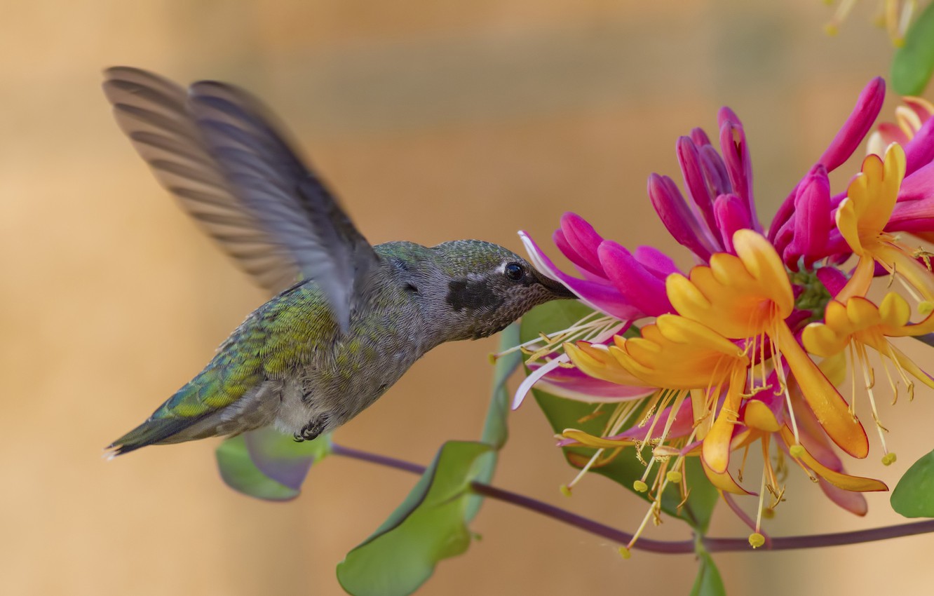 Wallpaper flower, bird, Hummingbird, honeysuckle, Calypte Anna image for desktop, section животные