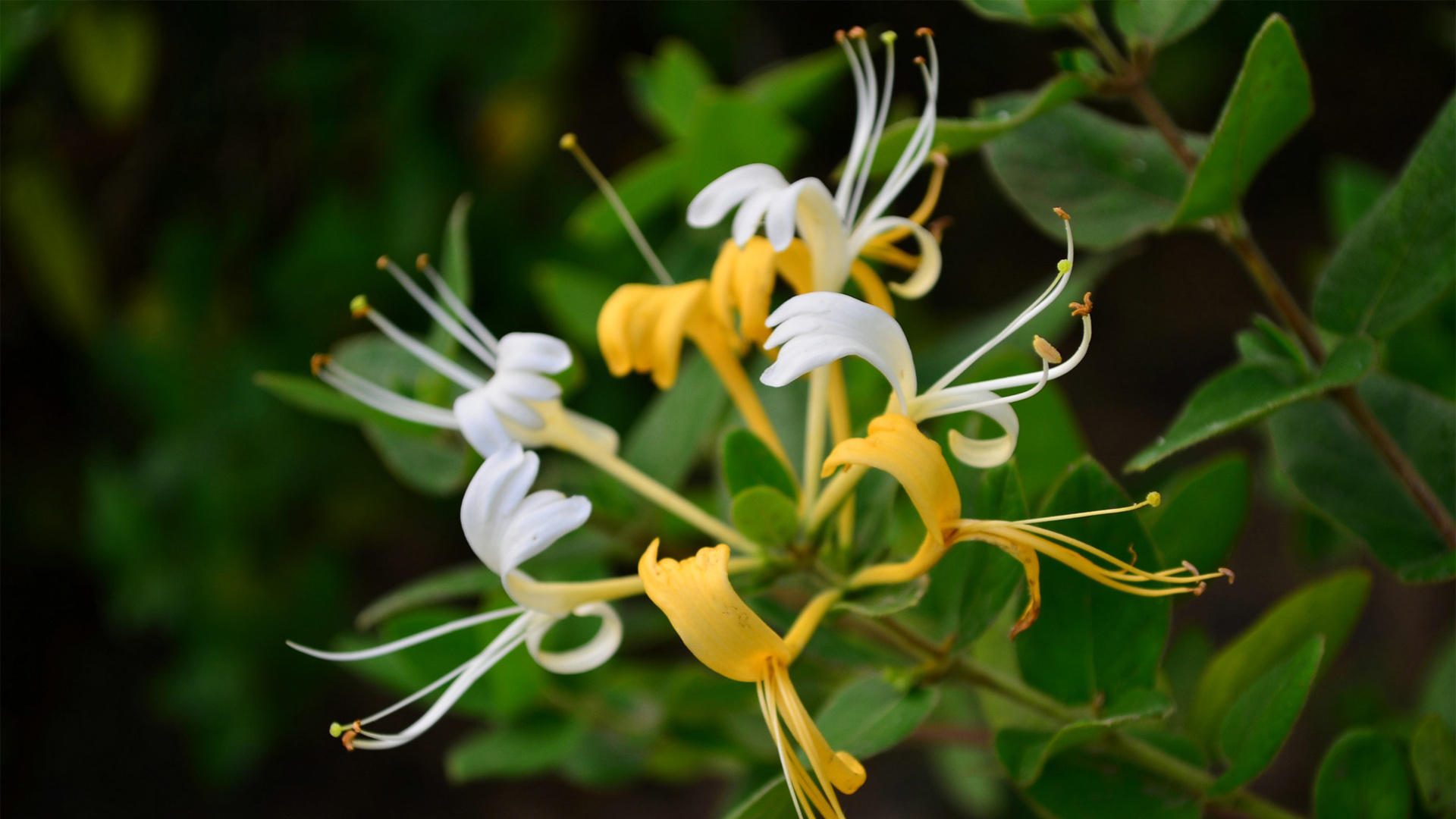 Honeysuckle Wallpapers - Wallpaper Cave