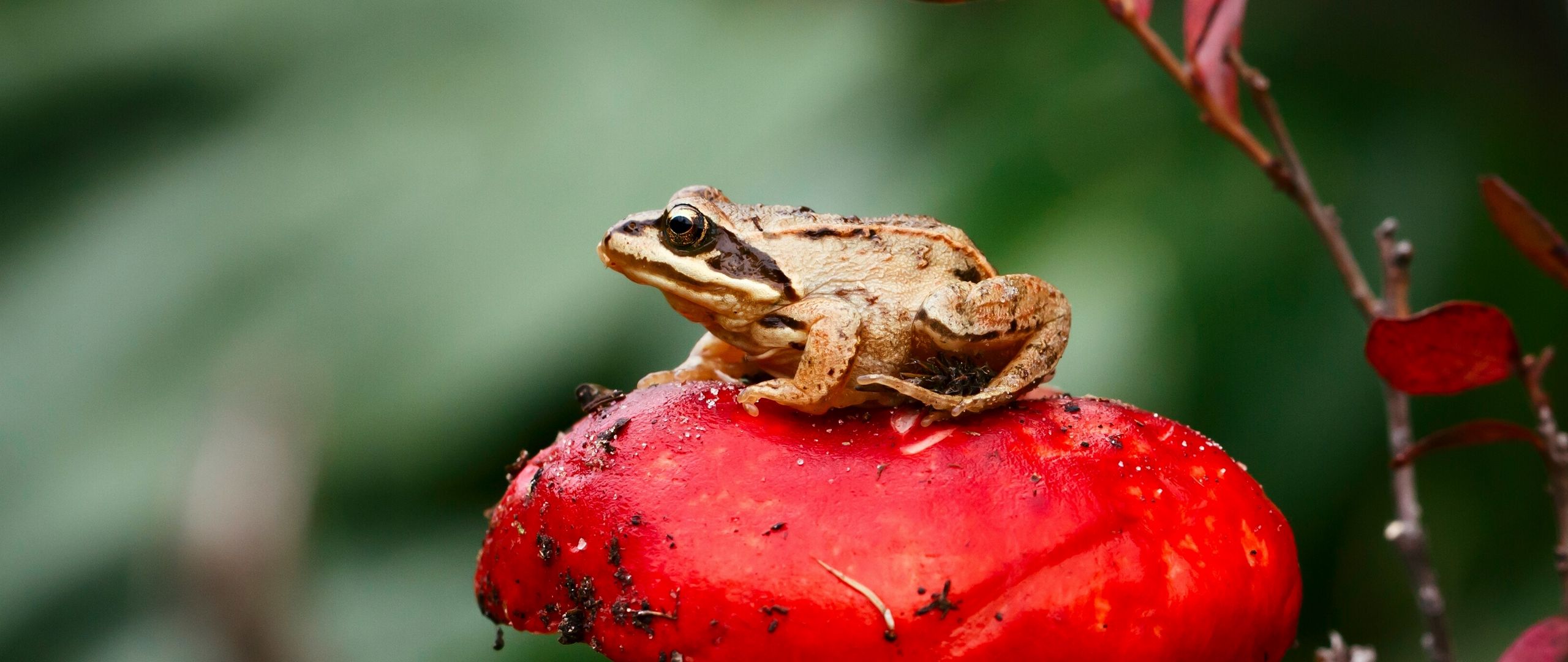 Download Wallpaper 2560x1080 Frog, Mushroom, Toadstool, Sit, Close Up Dual Wide 1080p HD Background