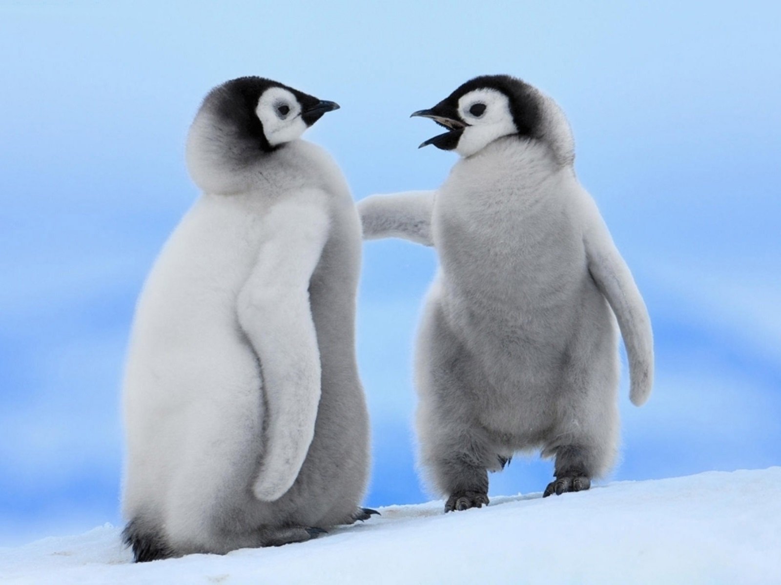 Adorable Penguin Chicks Wallpaper and Background Imagex1200
