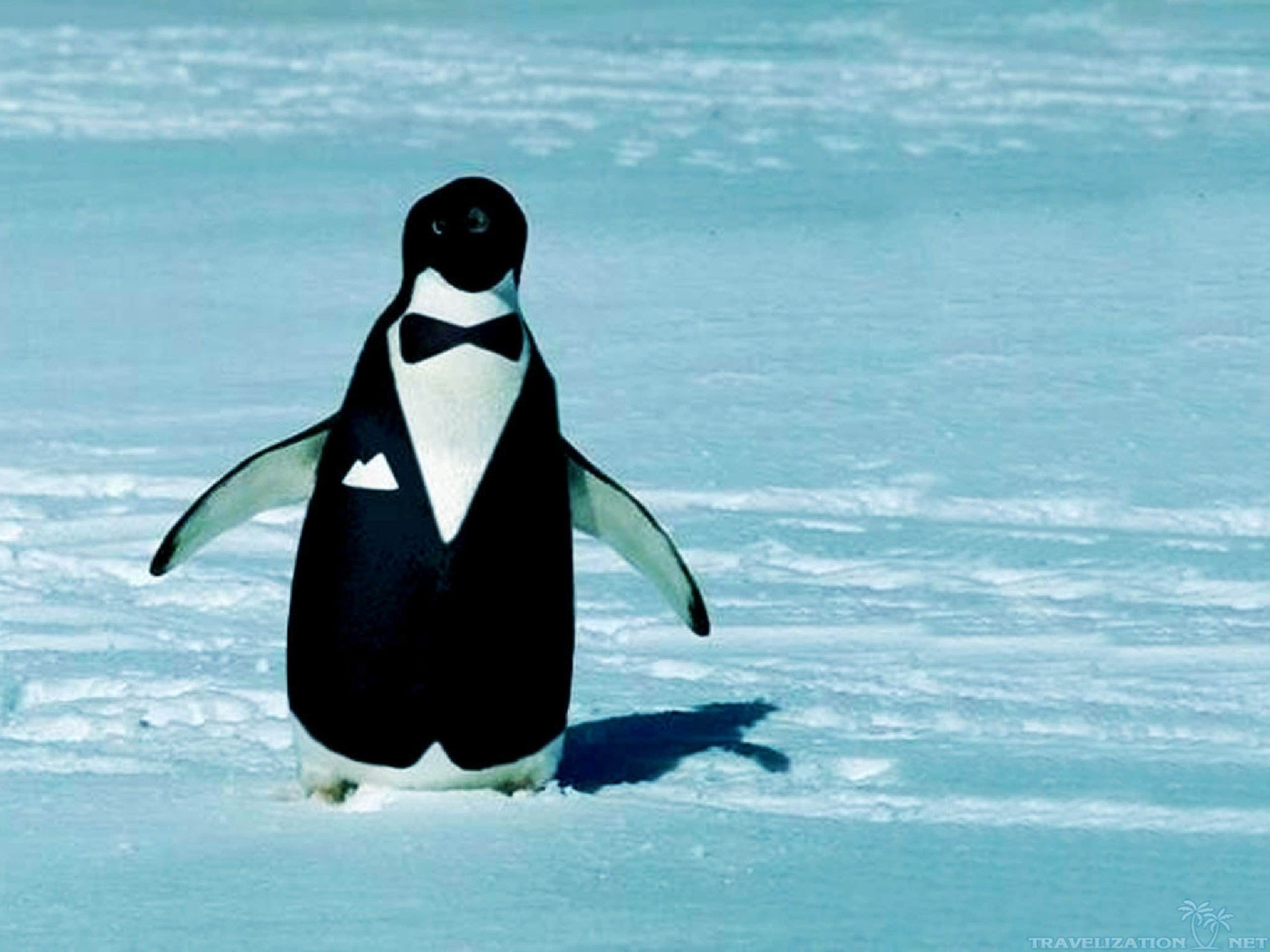 картинки веселых пингвинов