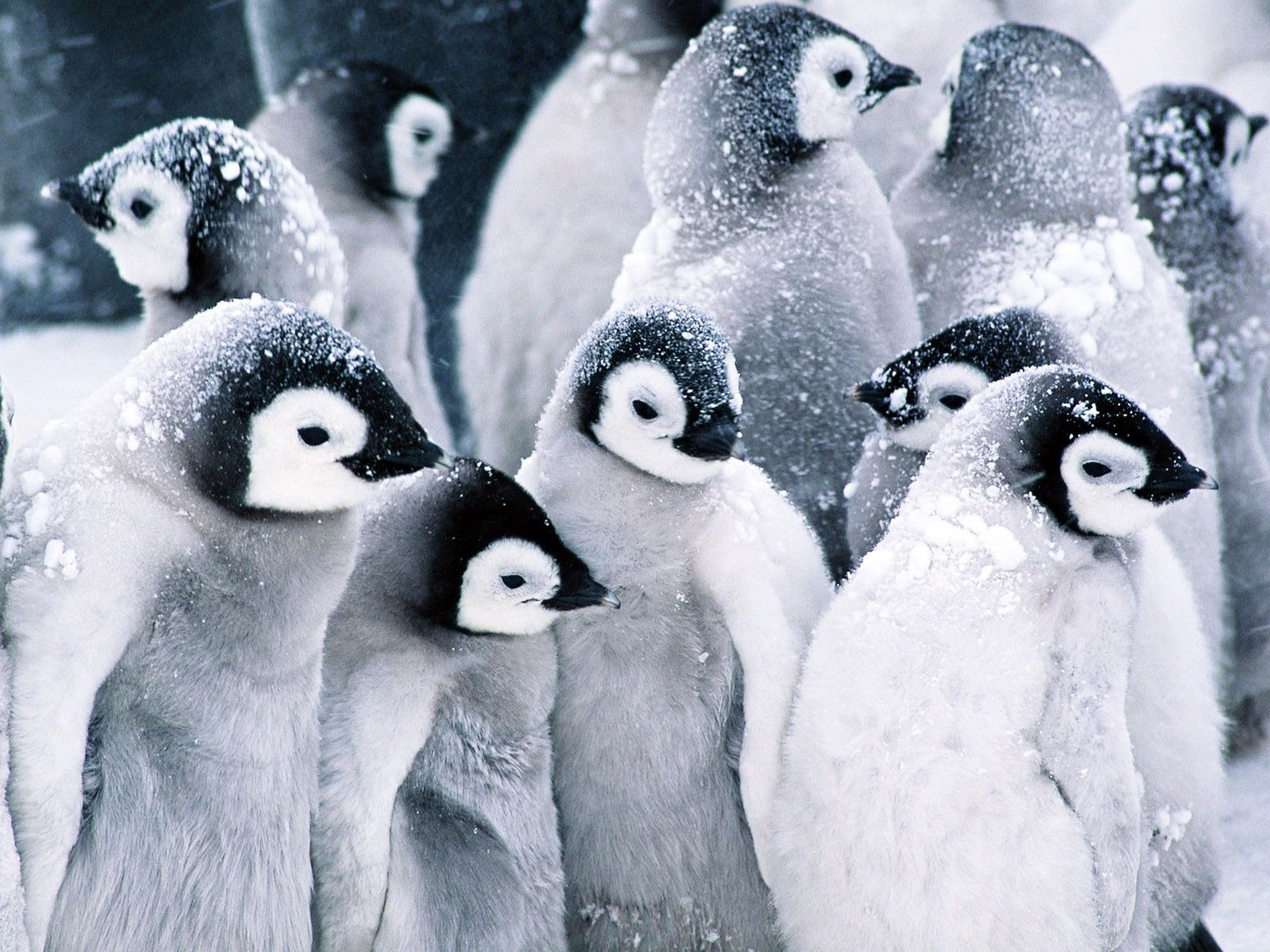 Download Penguin wallpaper