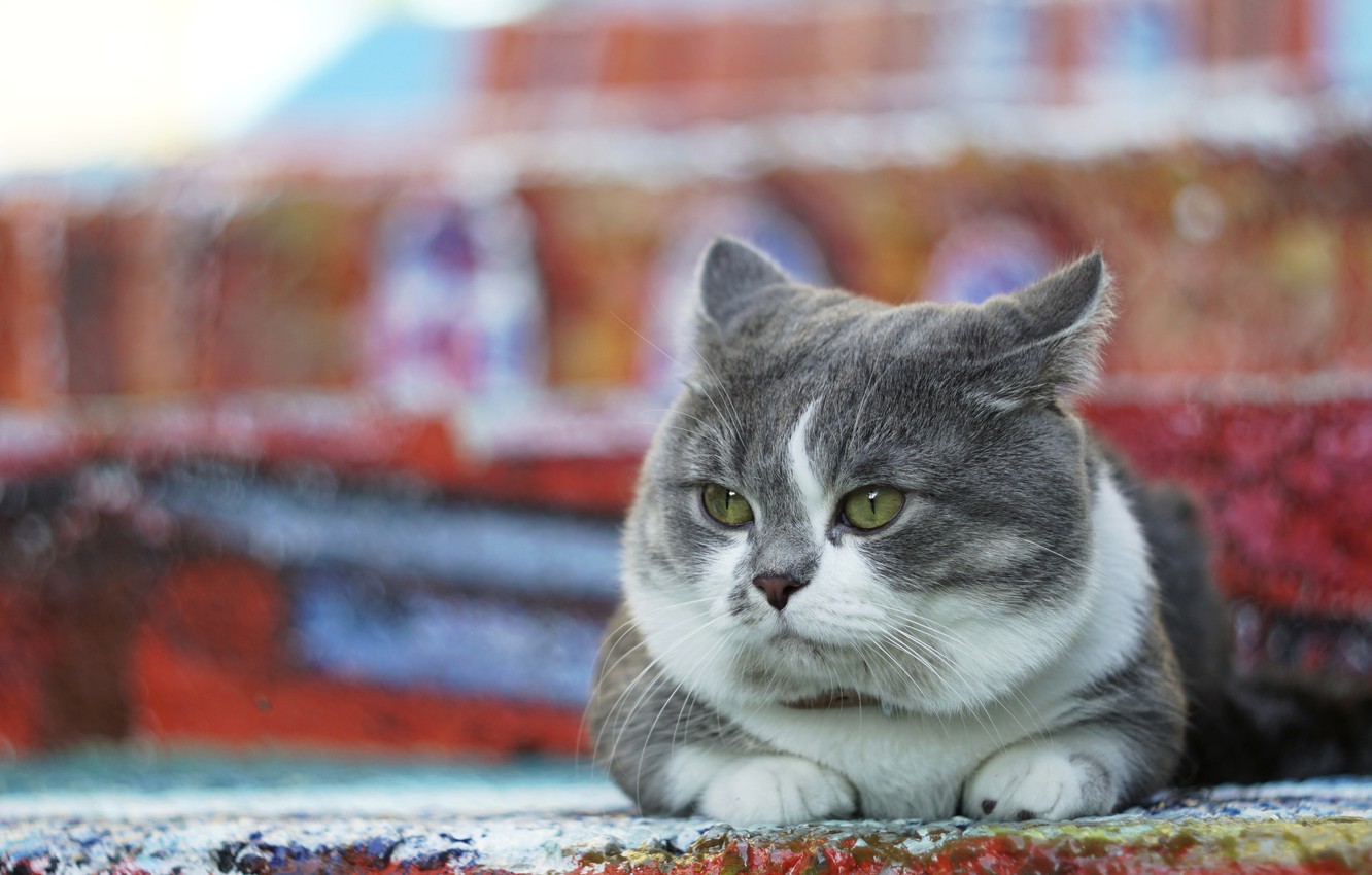 Wallpaper cat, cat, look, grey, background, street, lies, color, chubby, fat face, Munchkin image for desktop, section кошки