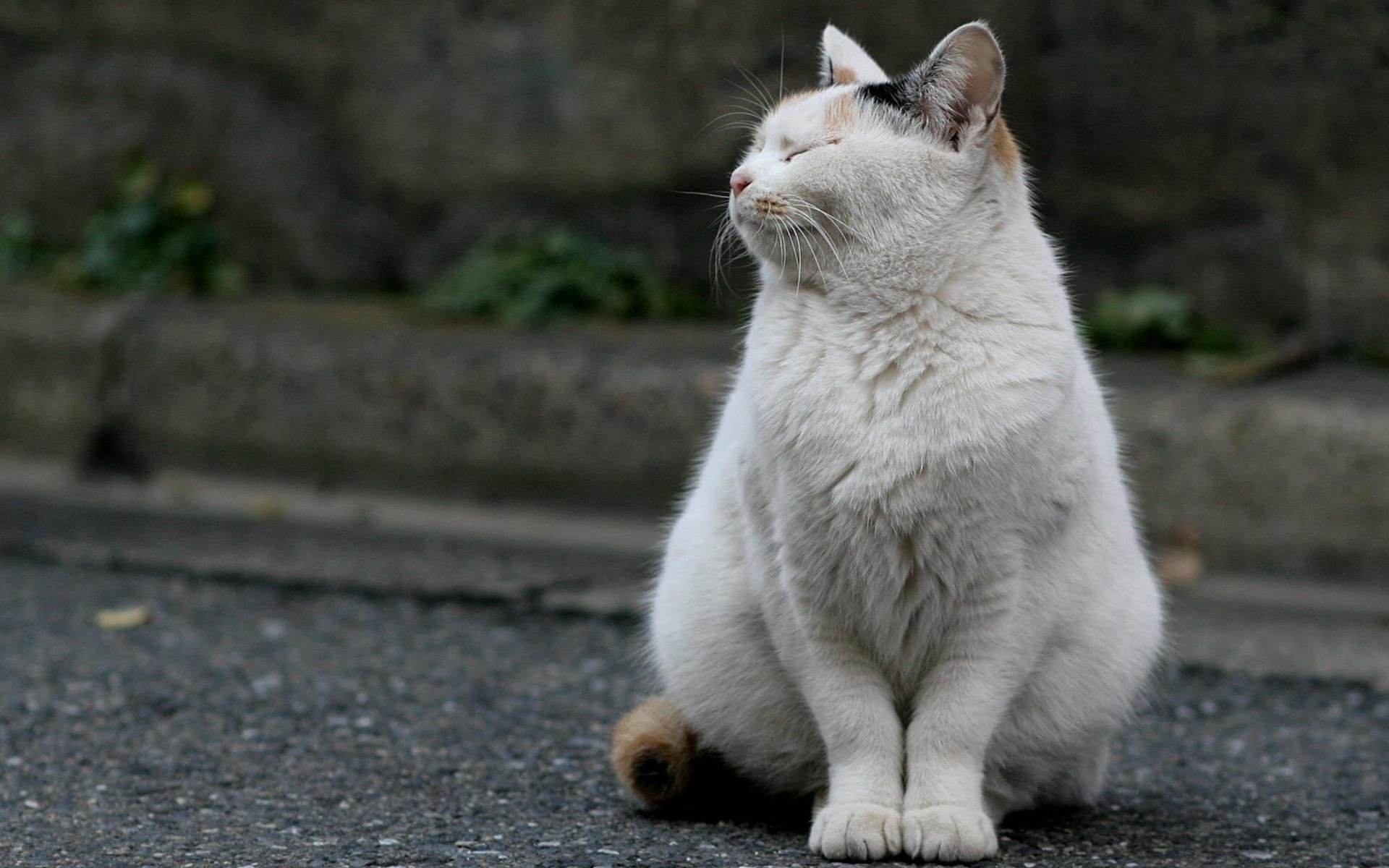 White fat Cat HD Wallpaper