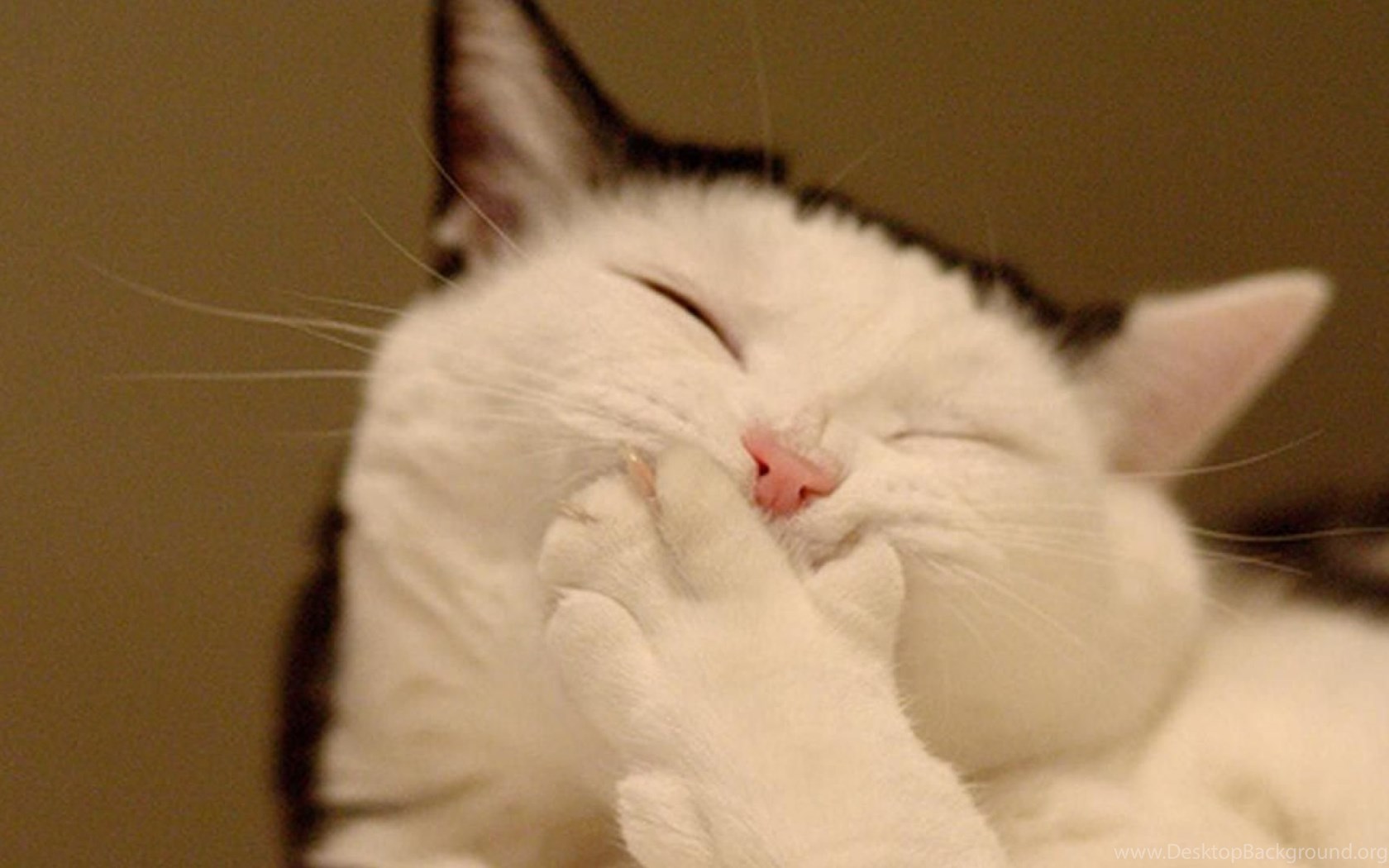 FAT CAT WALLPAPER Desktop Background