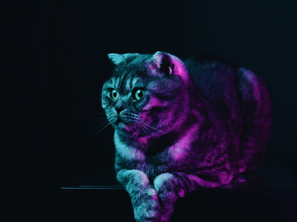 Fat cat, neon glow, animal wallpaper, HD image, picture, background, 7dc4aa