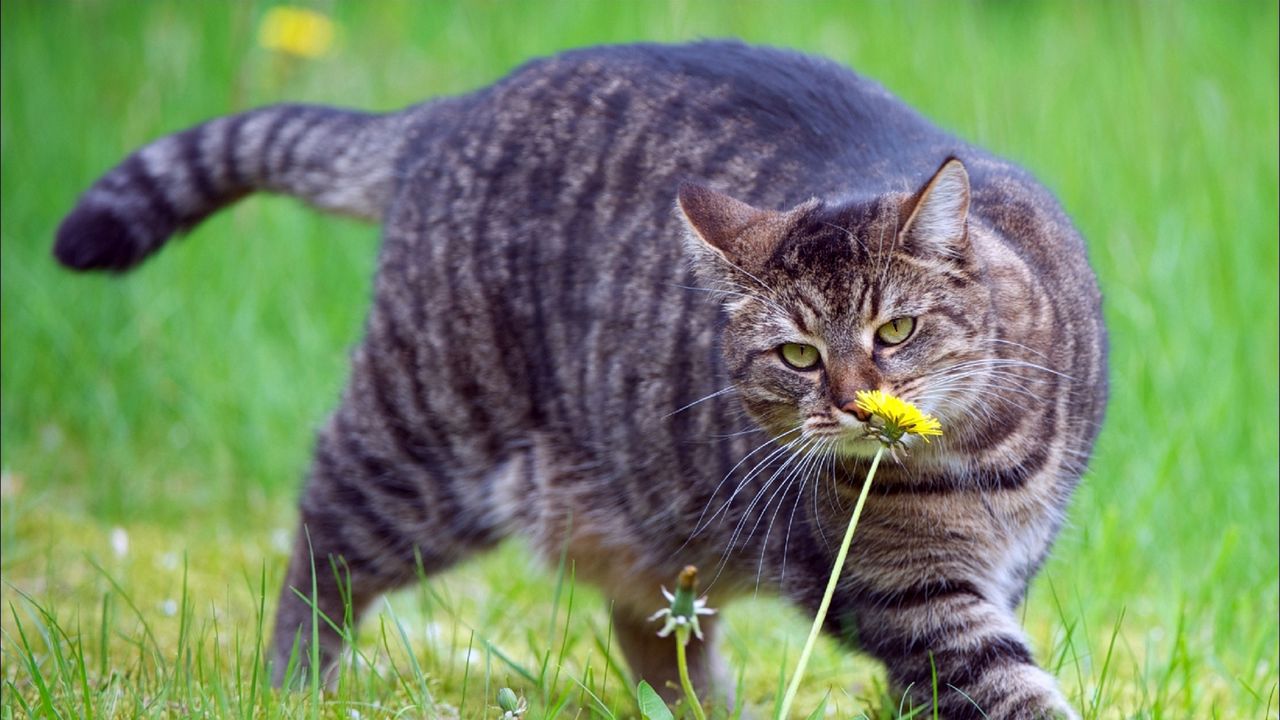 Wallpaper cat, fat, grass, smell, walk hd, picture, image