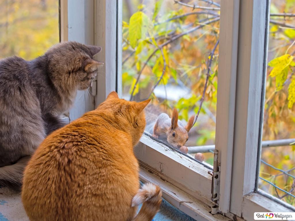 Two cute chubby cats watching a squirrel by the window HD wallpaper download