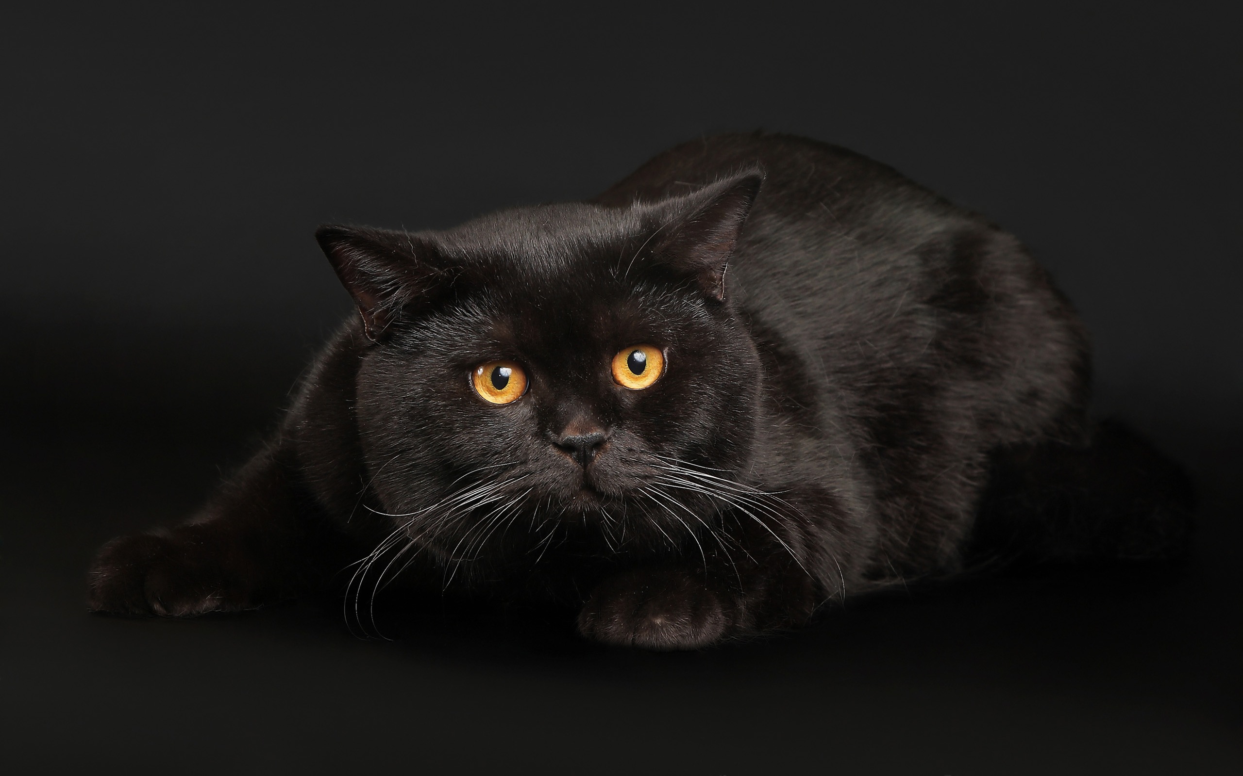 Fat Black Cat Wallpaper Black Cat