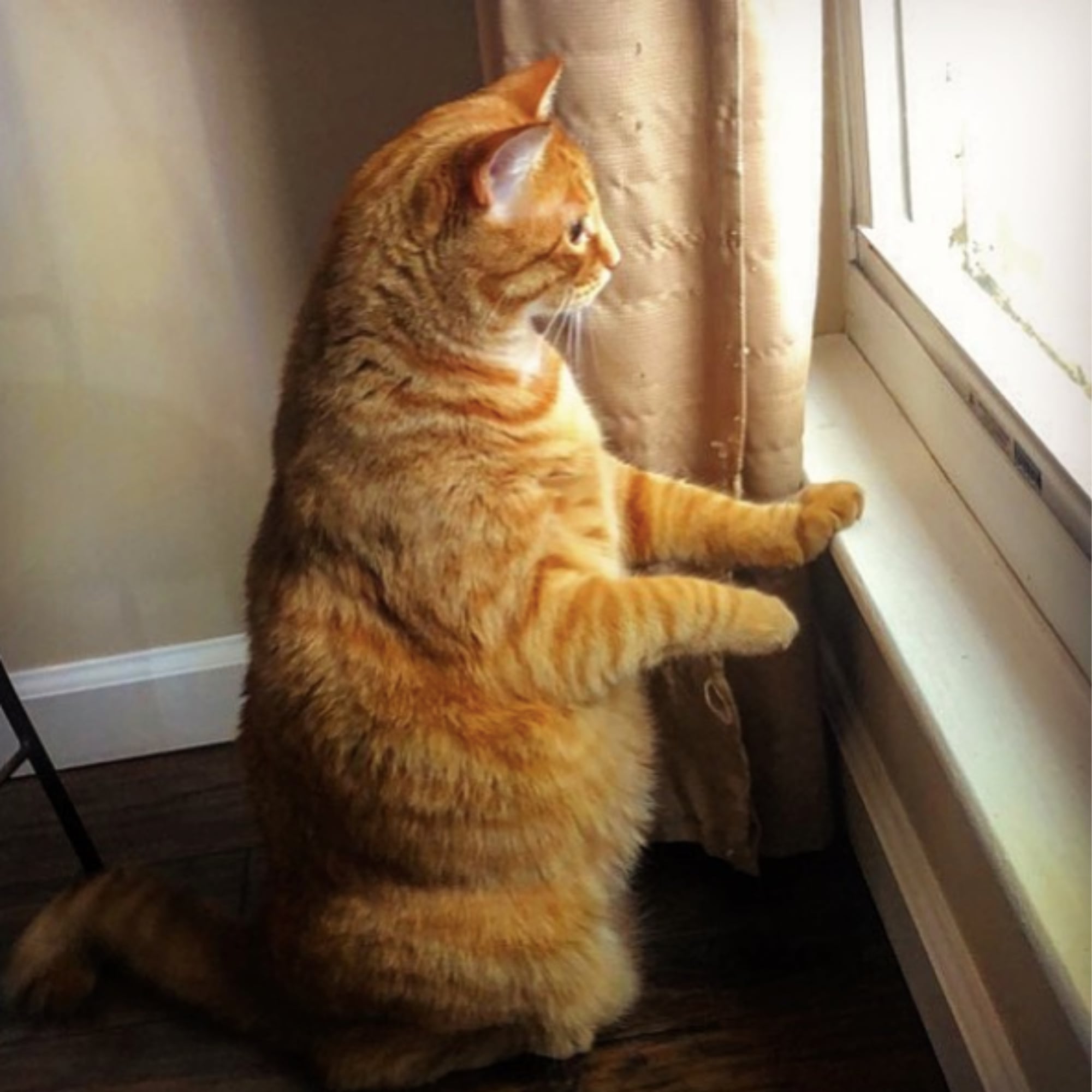 Photos of Fat Cats. POPSUGAR UK Pets