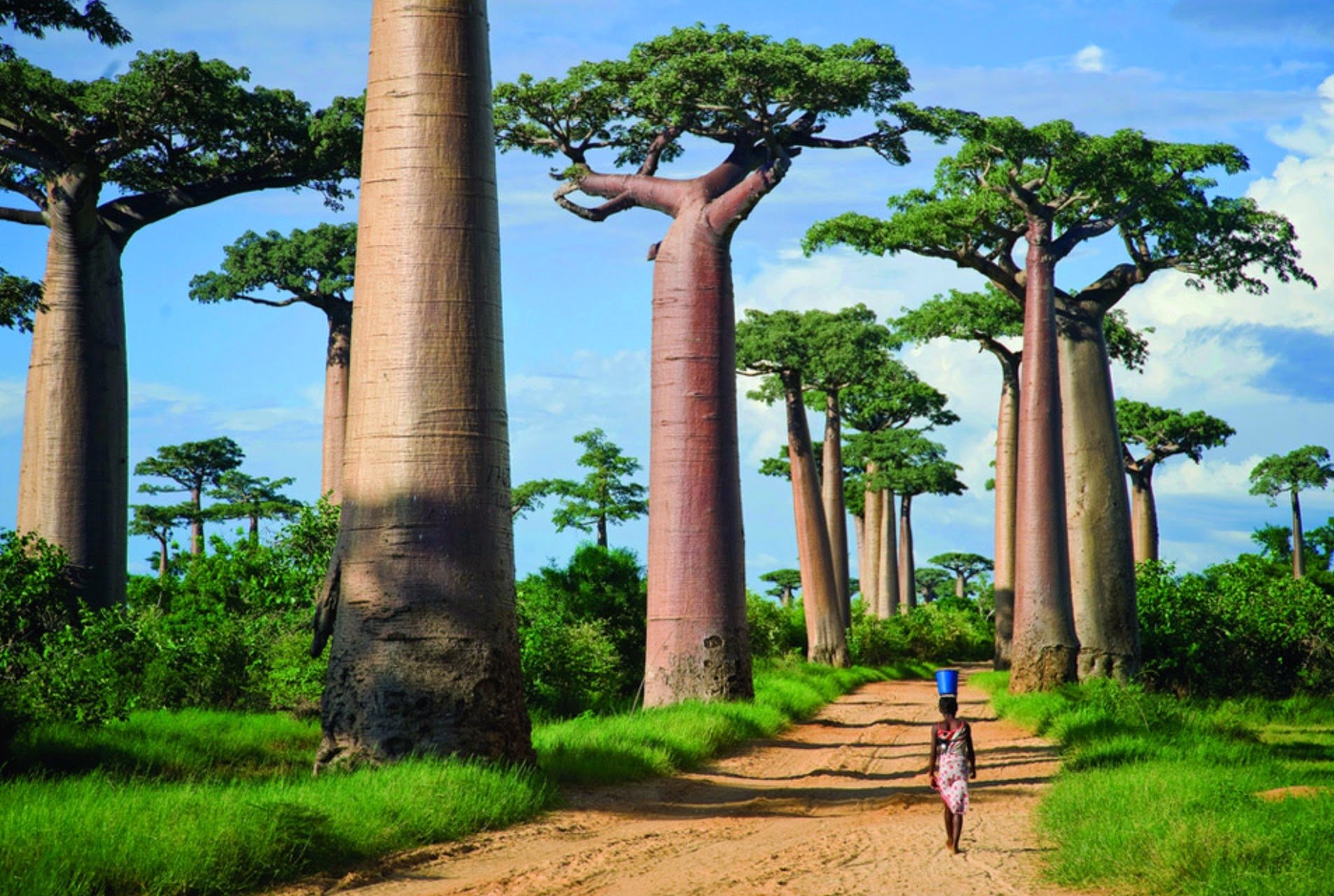 Baobab Tree HD Wallpaper and Background Image
