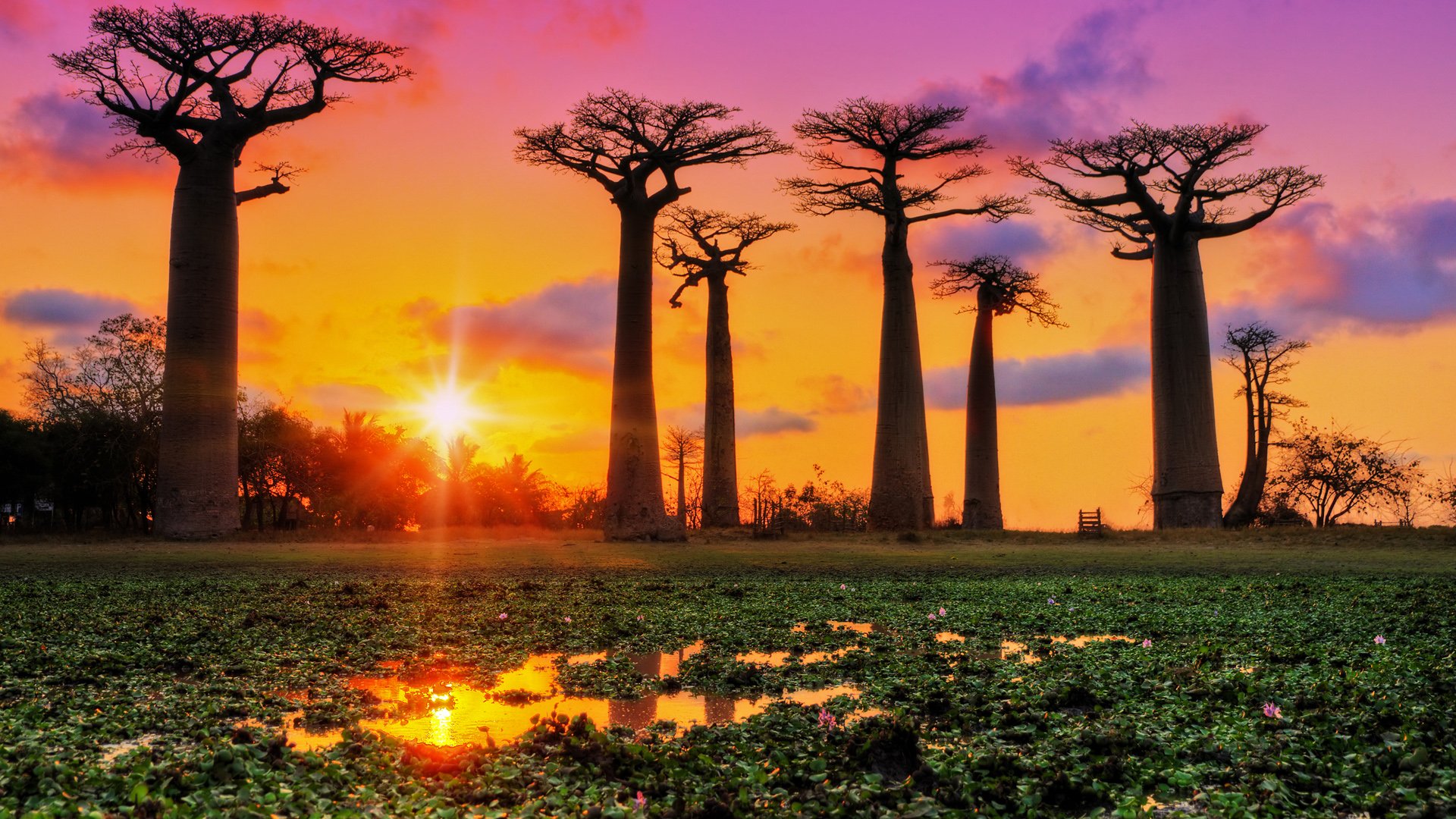 Baobab Trees at Sunset HD Wallpaper
