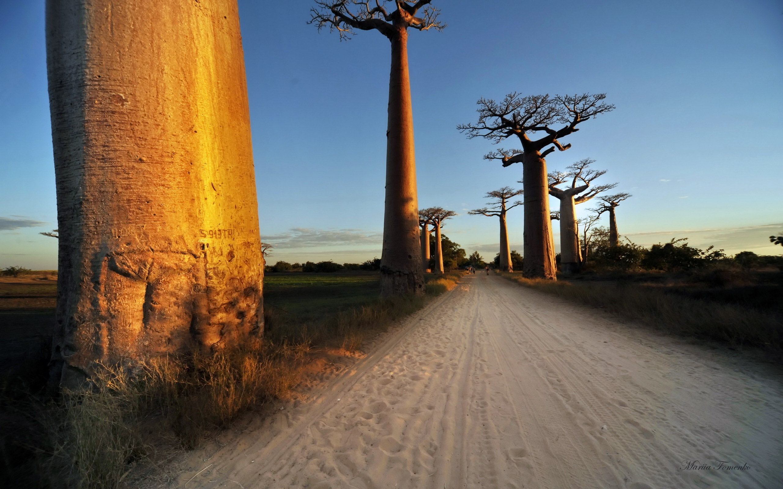 Baobab Tree wallpaper HD for desktop background