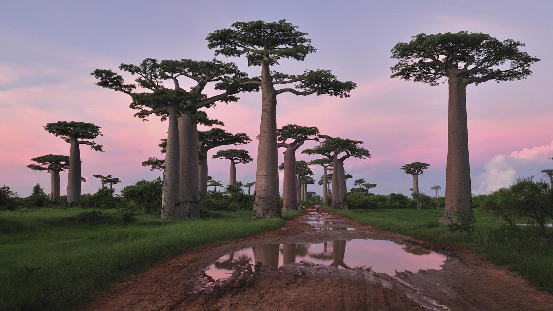 Baobab Tree HD Wallpaper and Background Image