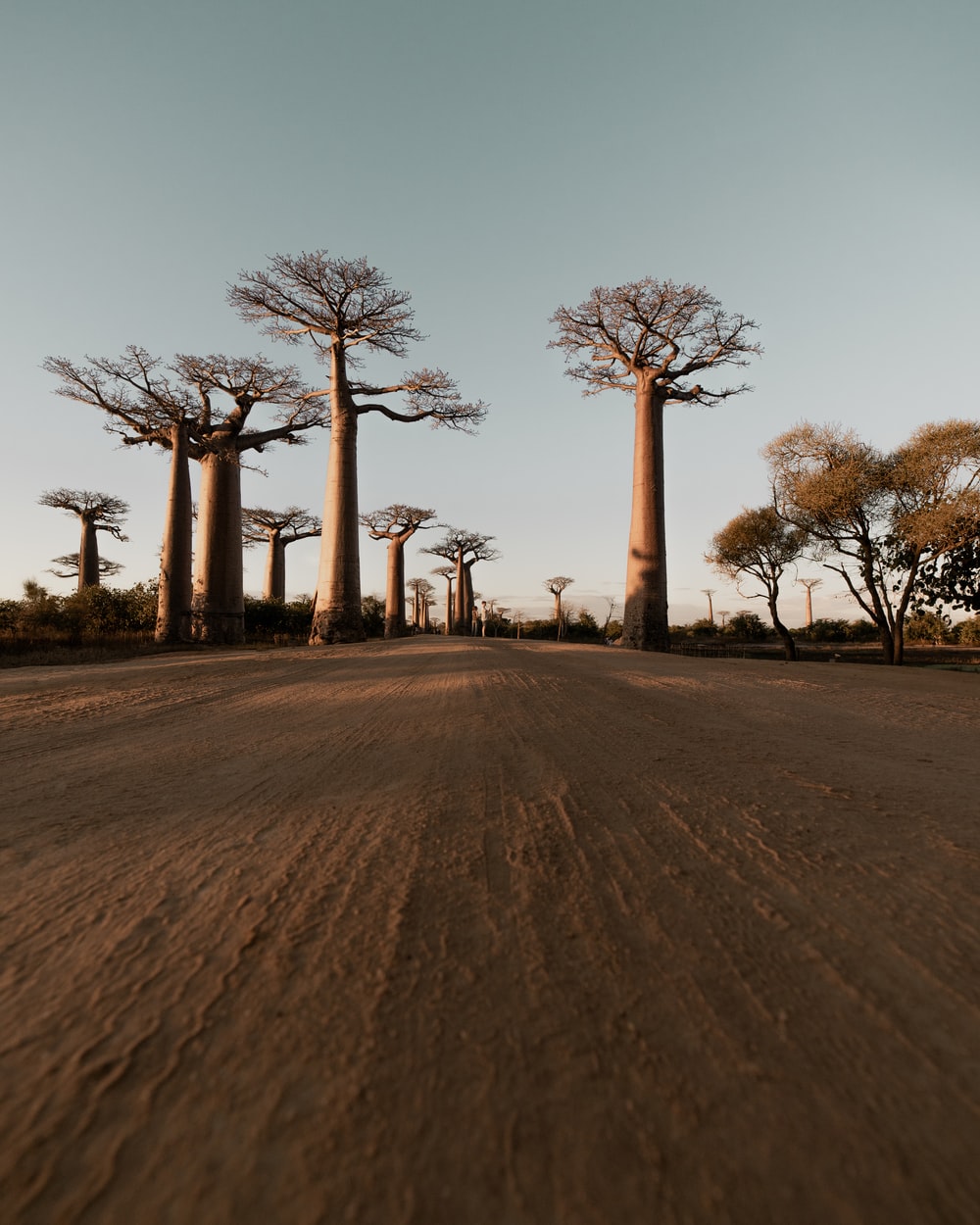Baobab Tree Picture [HD]. Download Free Image